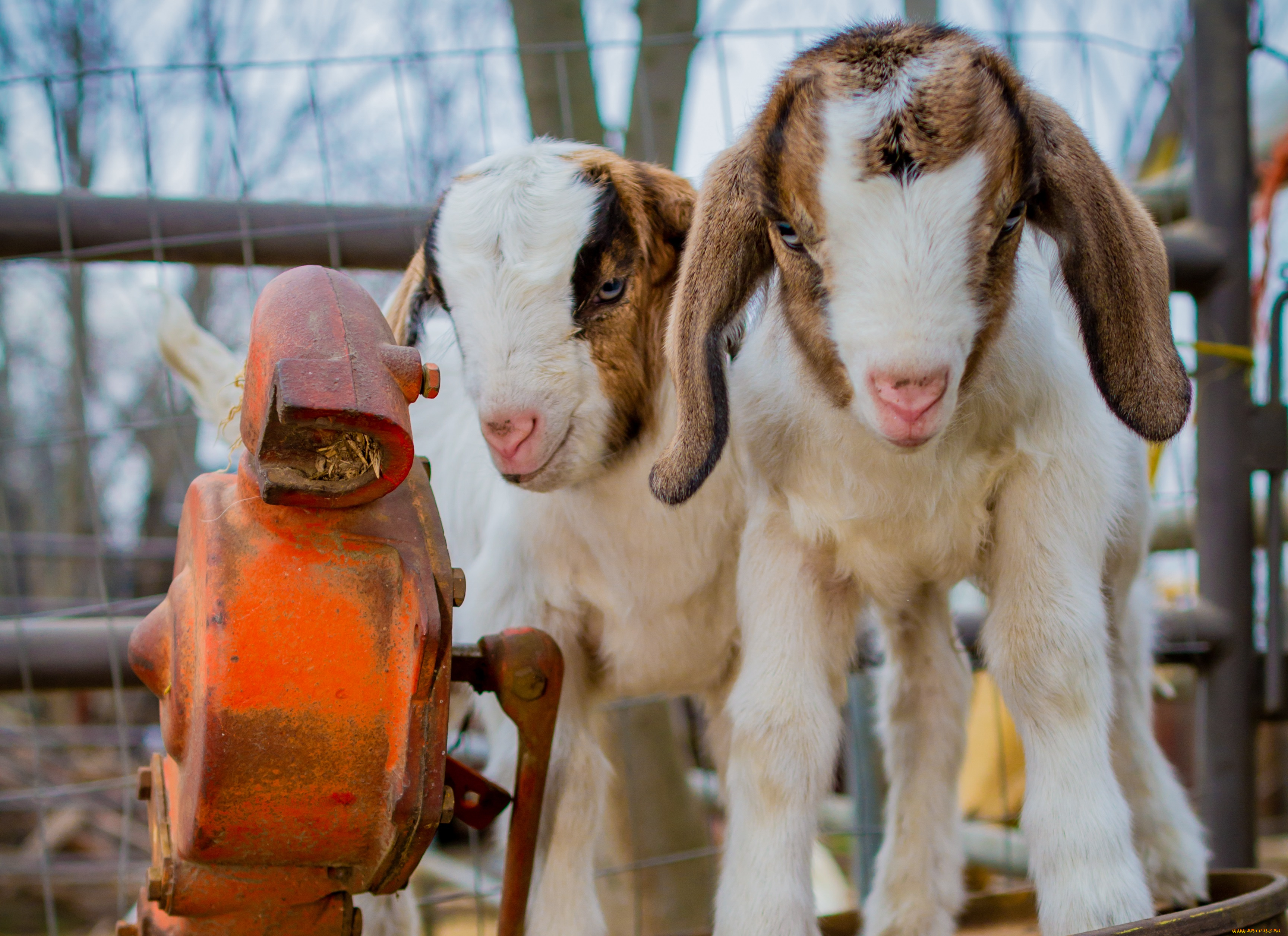 животные, козы, козлята, бочка