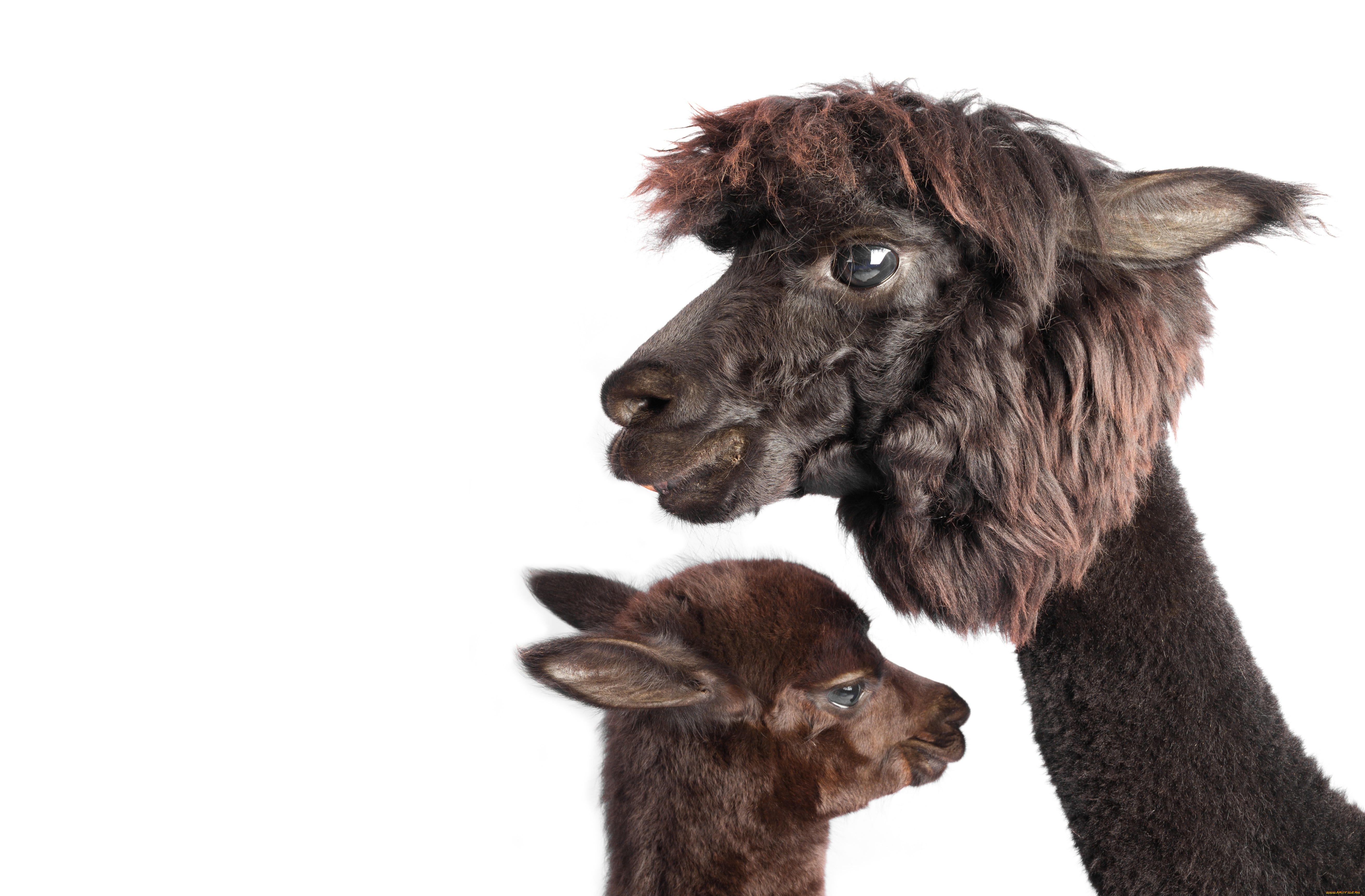 животные, ламы, пара, фон, белый