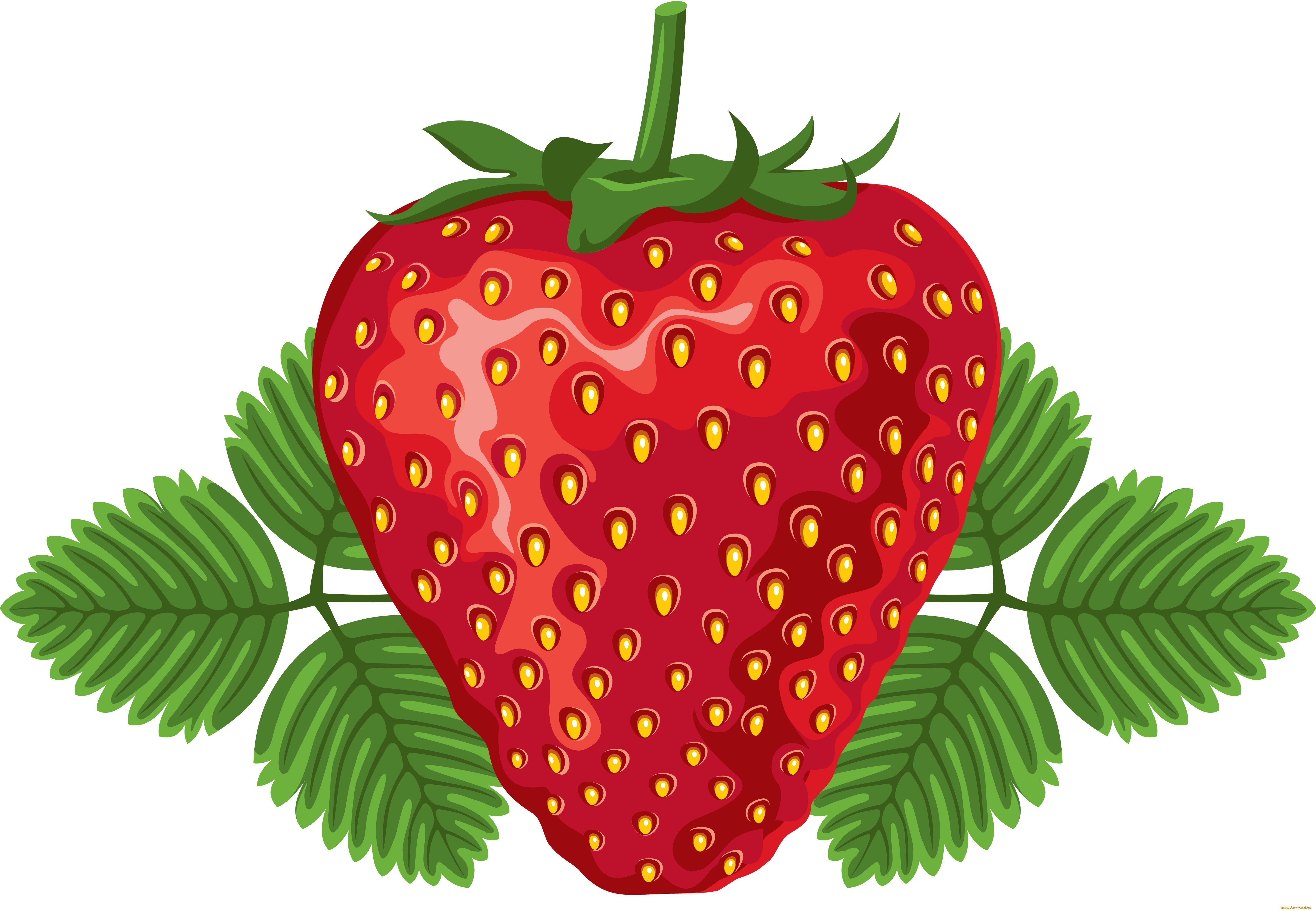 векторная, графика, еда, , food, ягоды, листья, фон, клубника