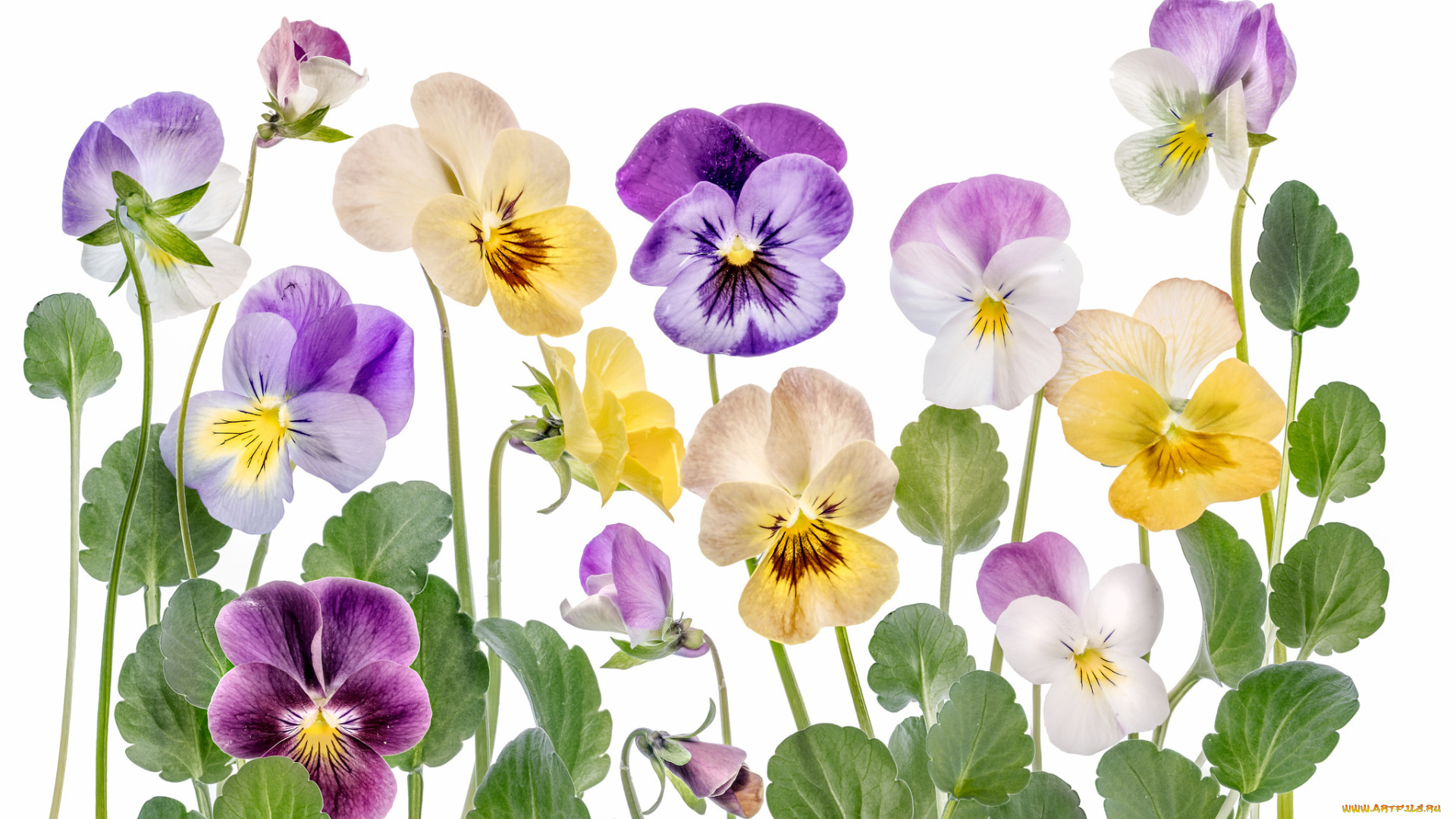 цветы, анютины, глазки, , садовые, фиалки, лепестки, макро, анютины, глазки, виола