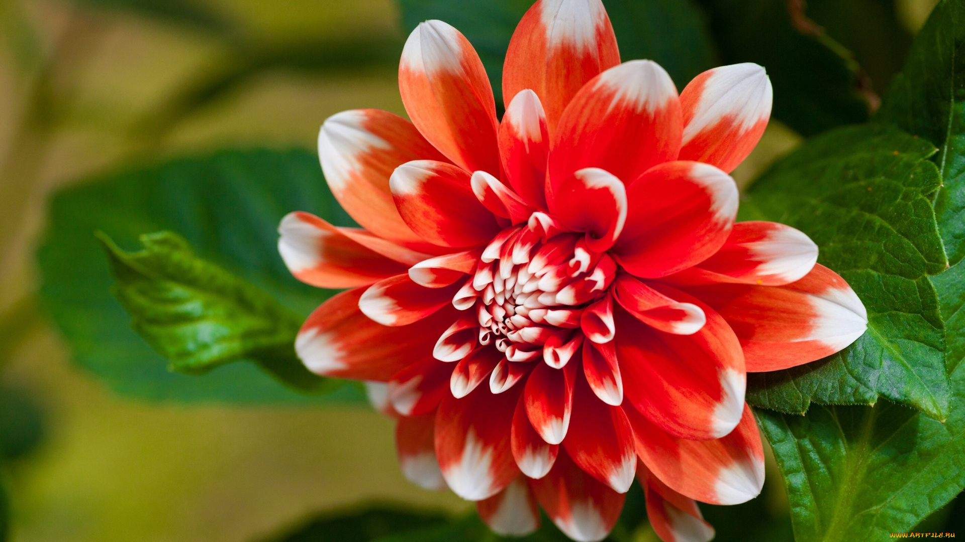 цветы, георгины, листья, лепестки, георгина