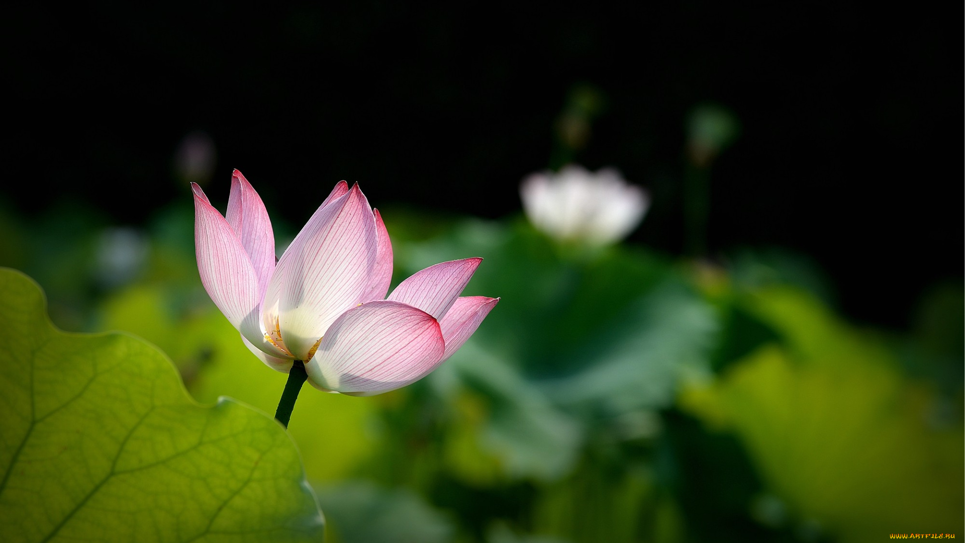 цветы, лотосы, бутон, фон, лепестки