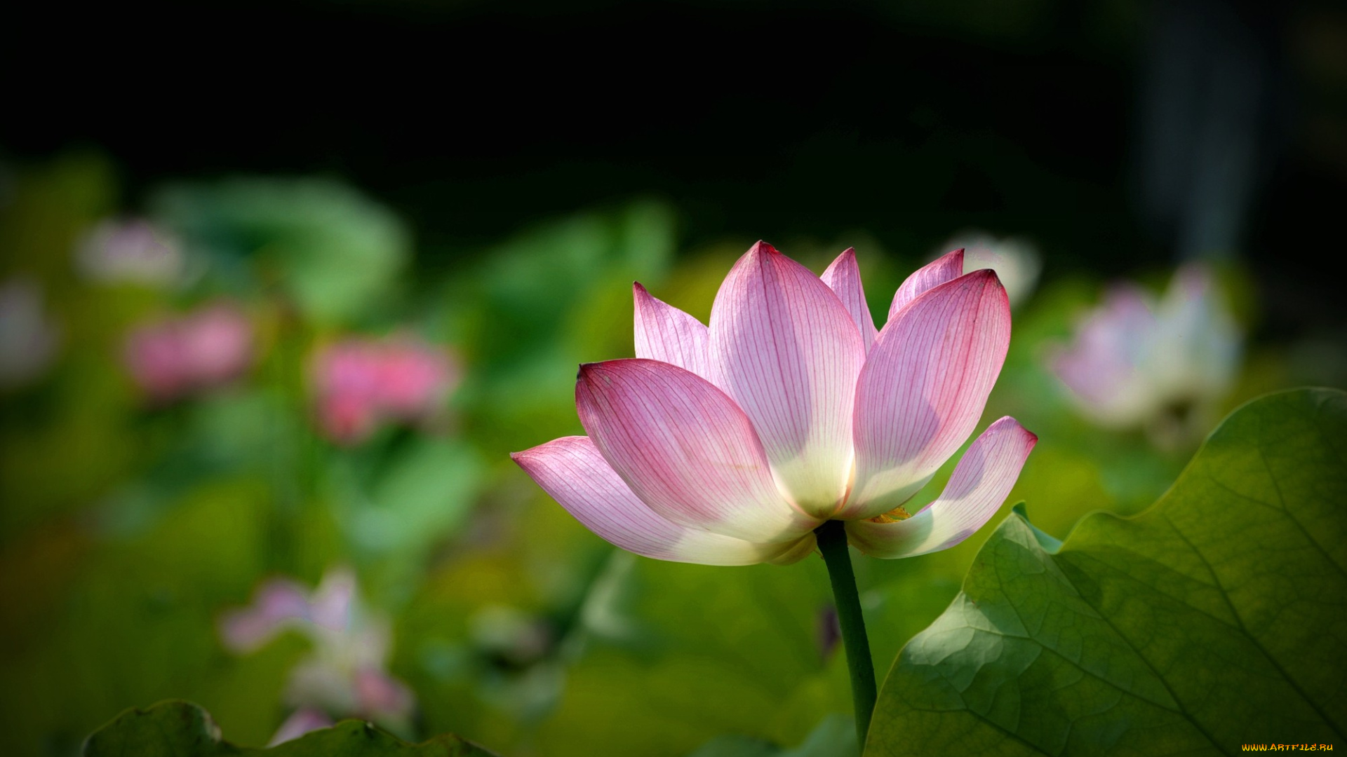 цветы, лотосы, фон, лепестки, бутон