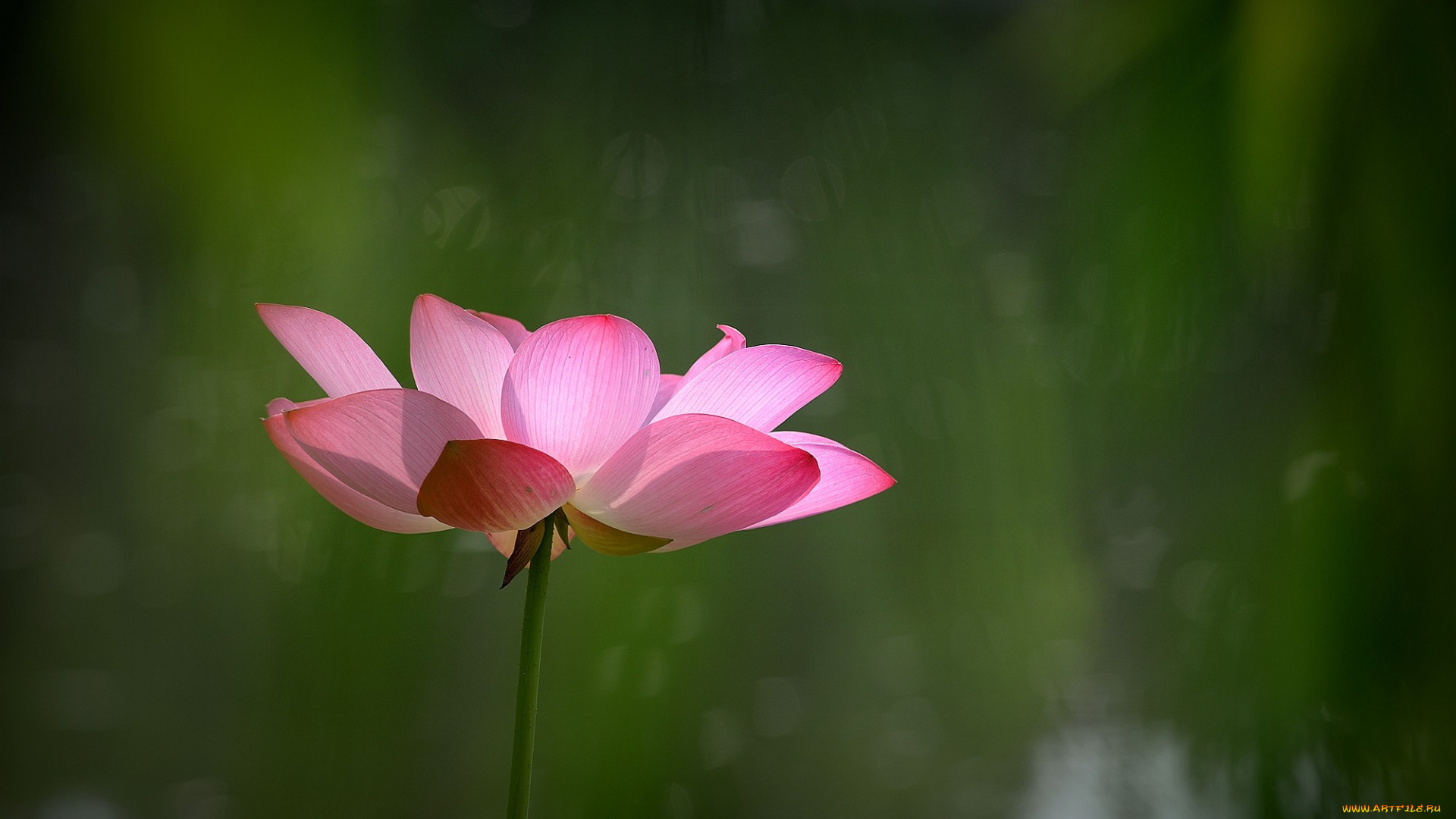 цветы, лотосы, фон, лепестки, бутон