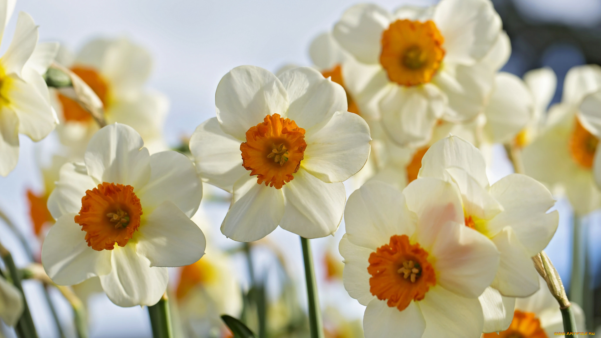 цветы, нарциссы