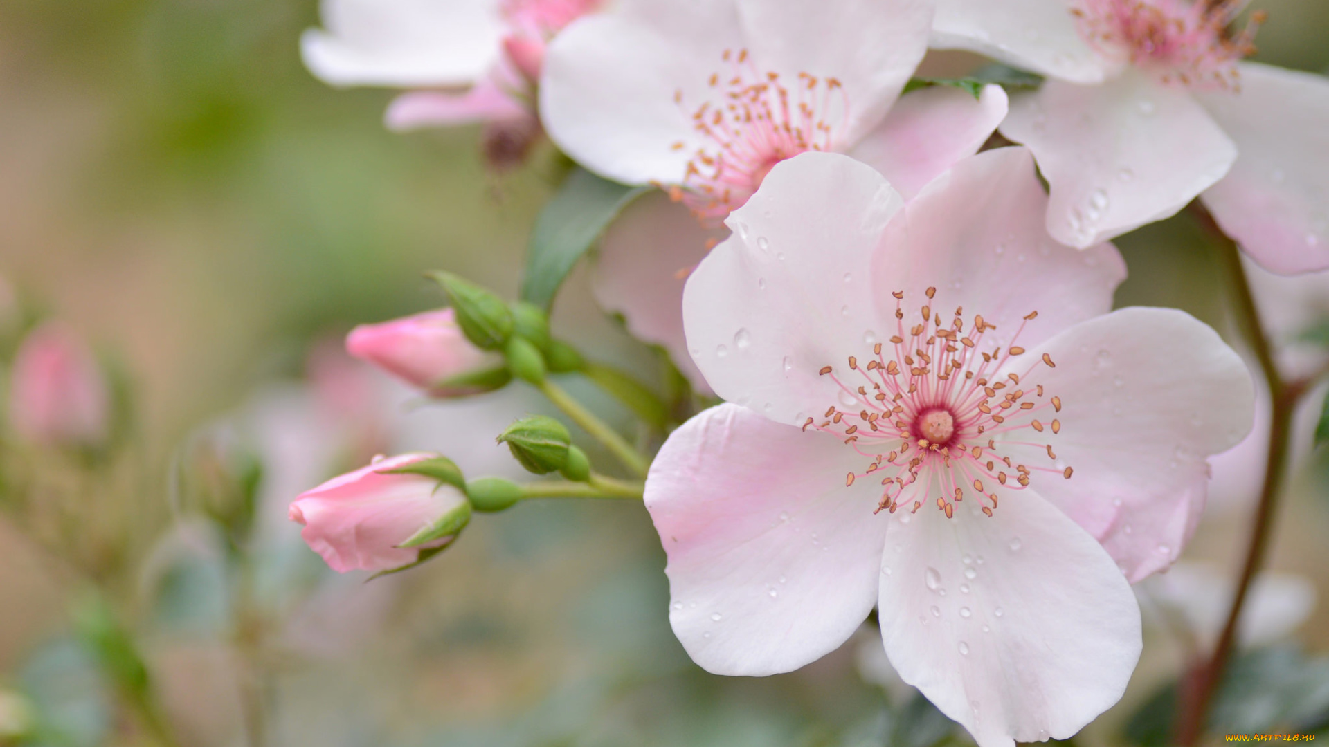 цветы, шиповник, нежность, розовый, капли, макро