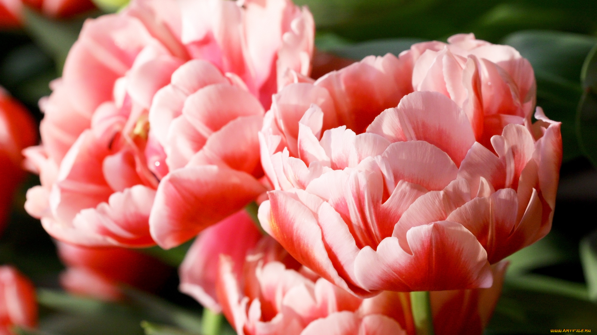 цветы, тюльпаны