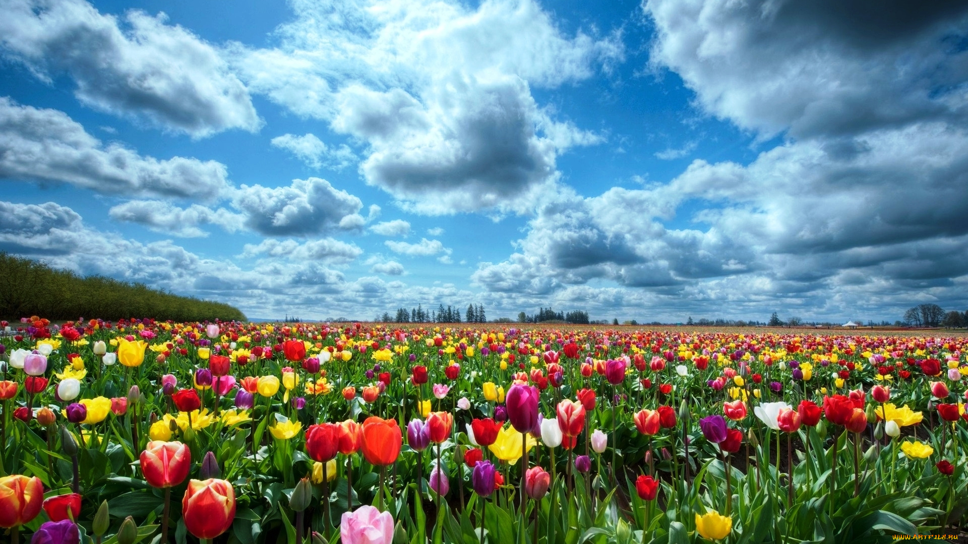 цветы, тюльпаны, тбльпаны, поле, облака, небо, разноцветные