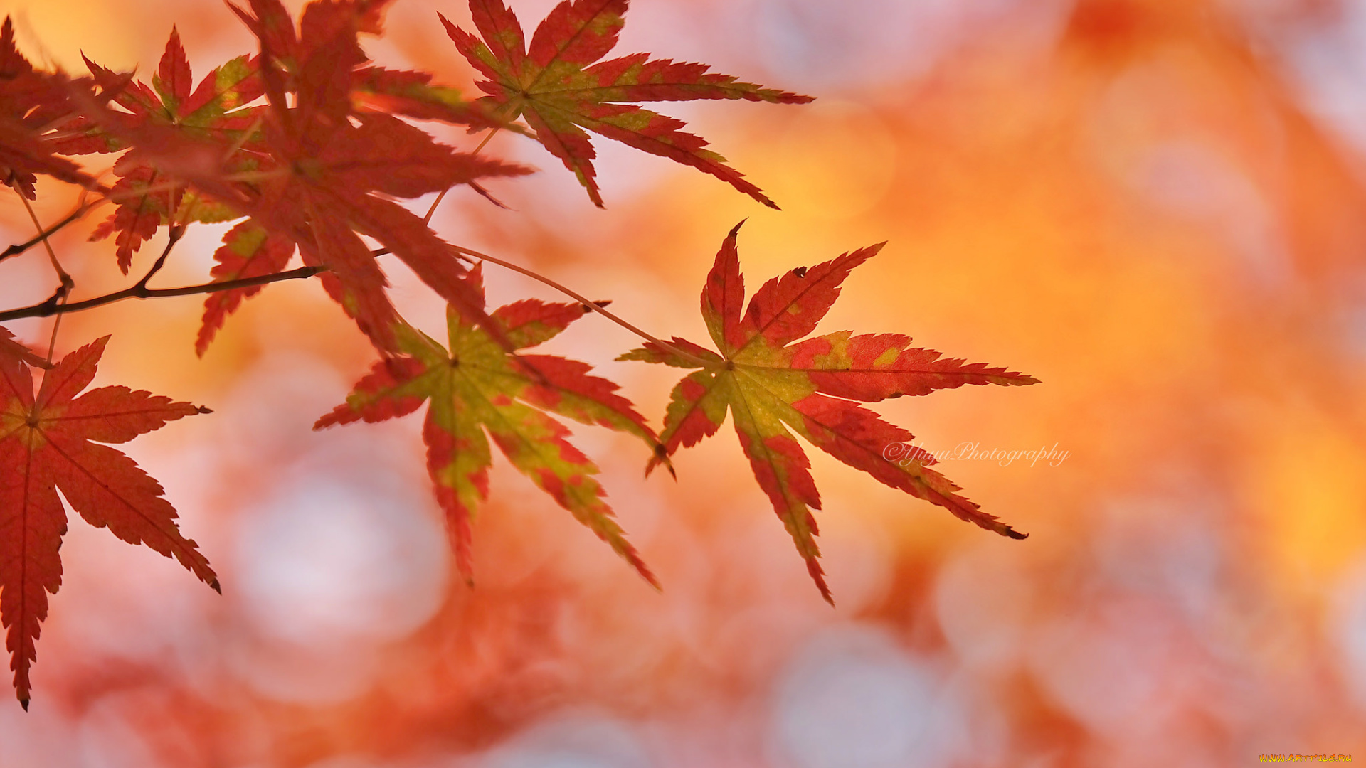 природа, листья