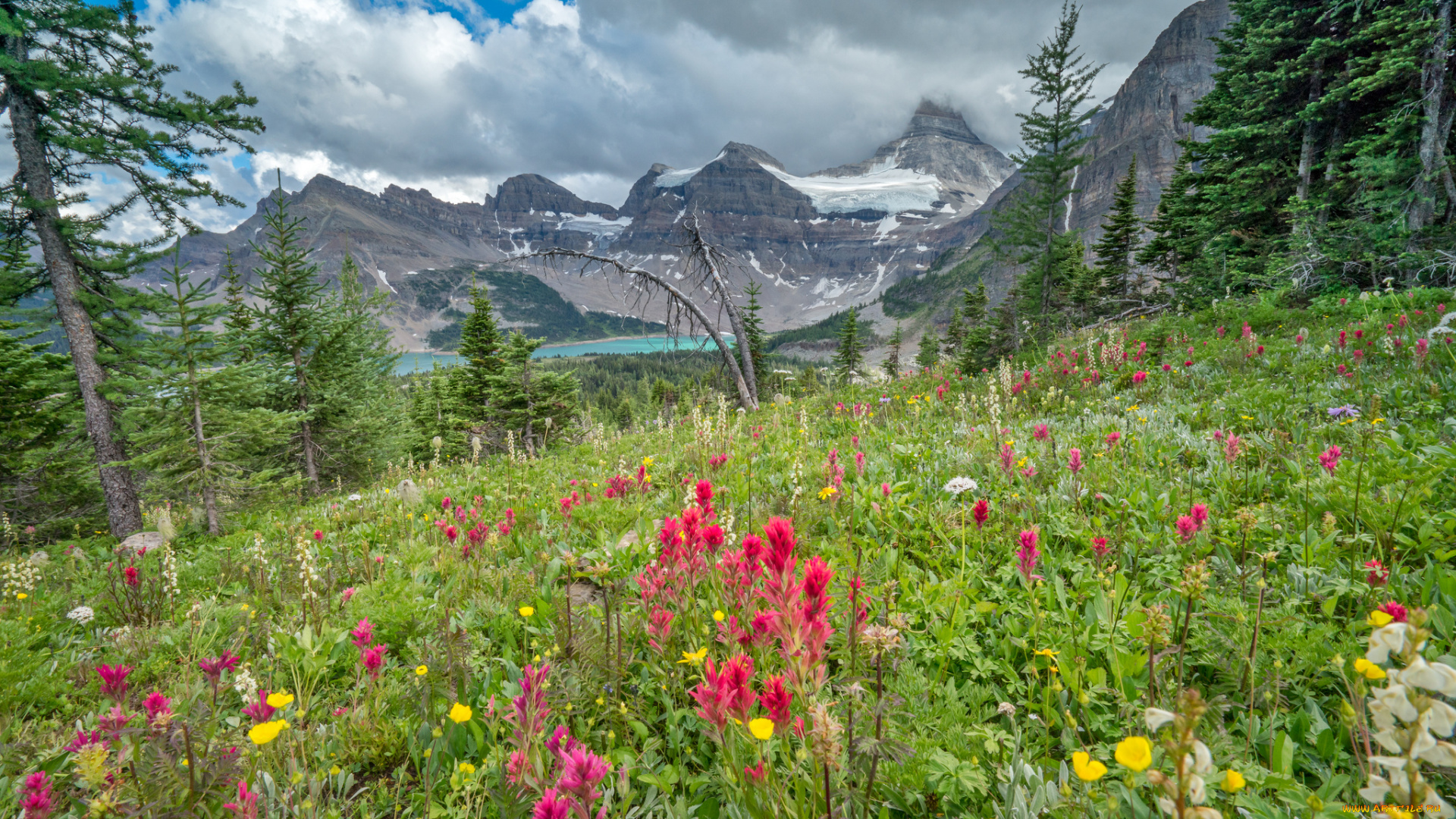 природа, луга, цветы, трава, горы
