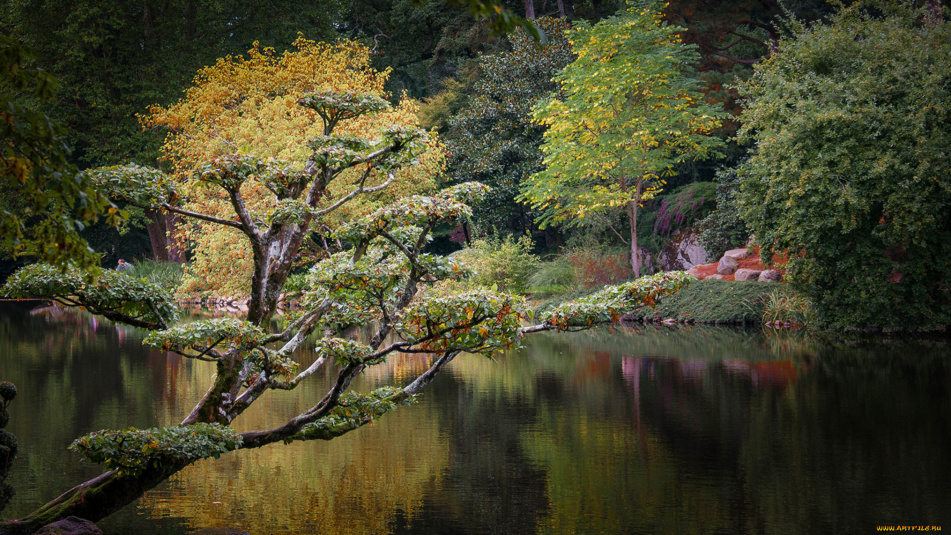 природа, реки, озера, река, лес