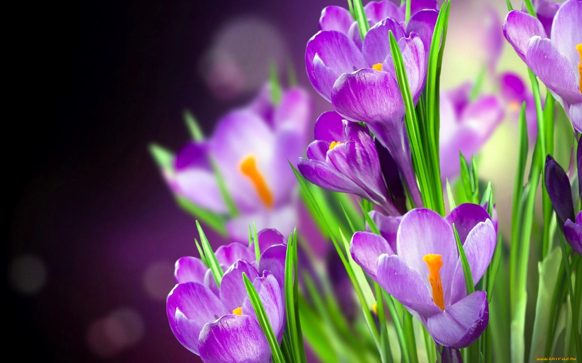 цветы, крокусы, сиреневые, цветение, листья