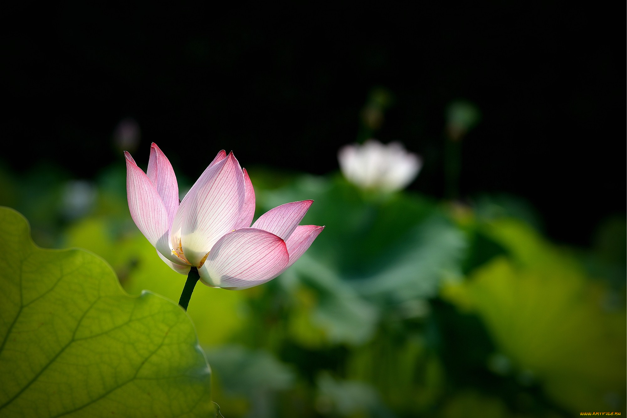 цветы, лотосы, бутон, фон, лепестки