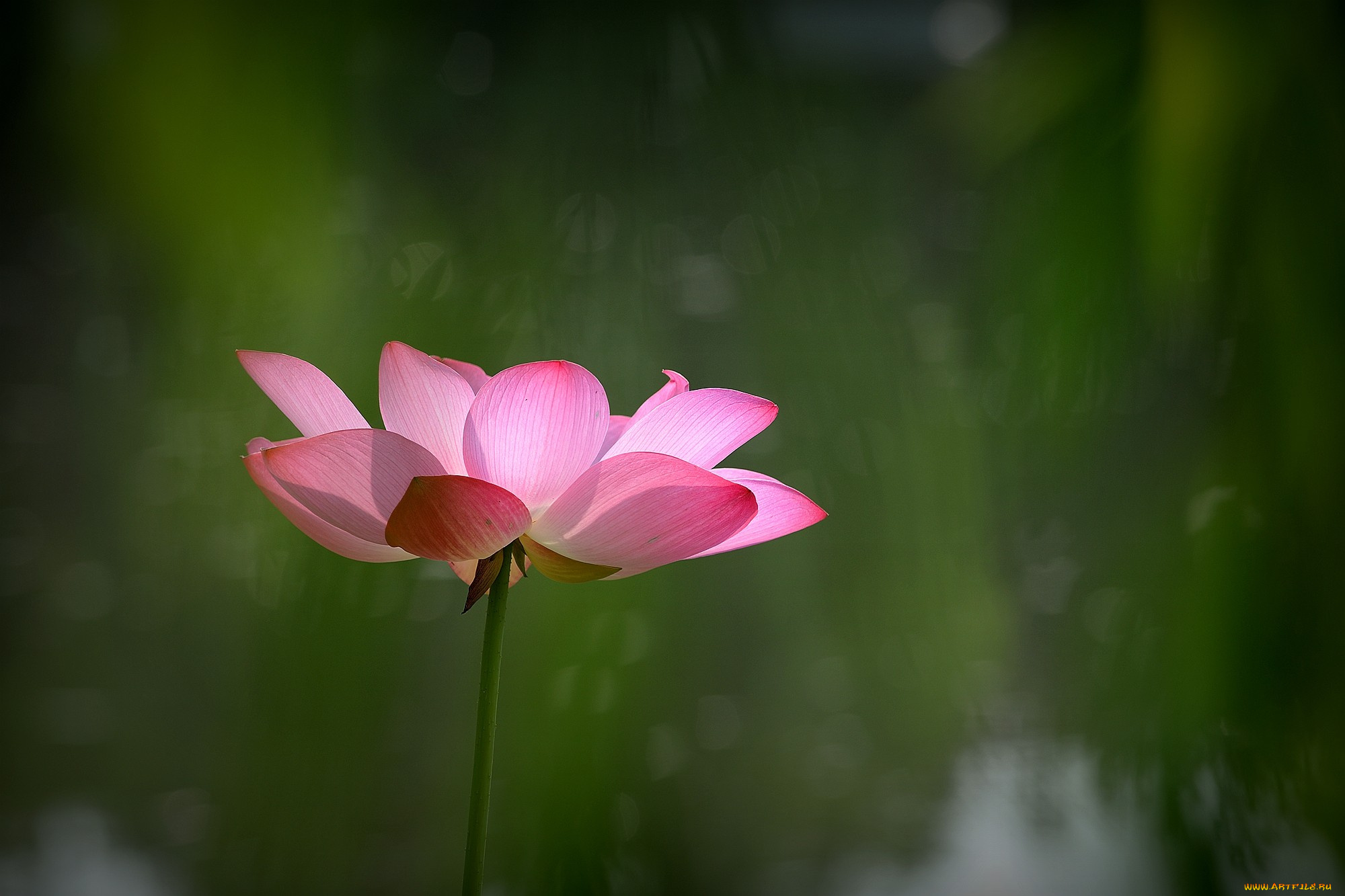 цветы, лотосы, фон, лепестки, бутон