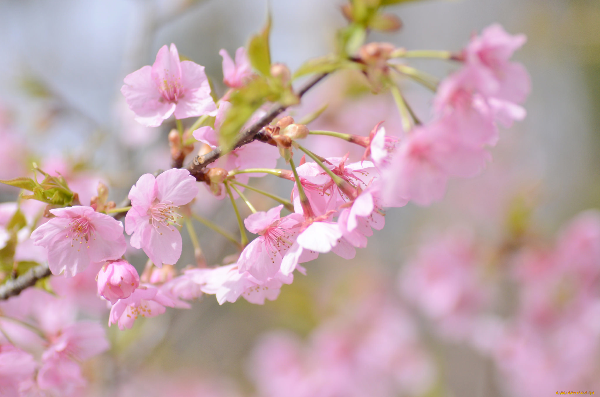 цветы, сакура, , вишня, весна, вишня, ветка, розовый