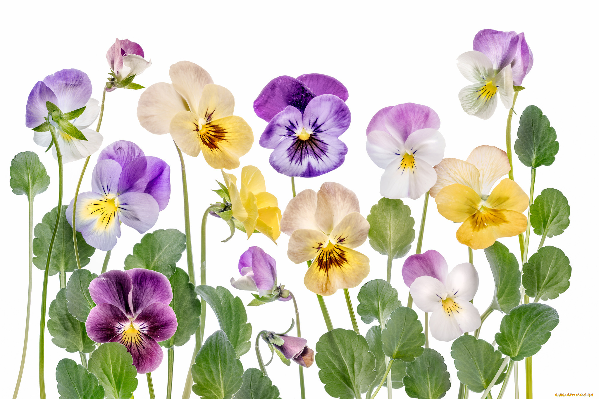 цветы, анютины, глазки, , садовые, фиалки, лепестки, макро, анютины, глазки, виола