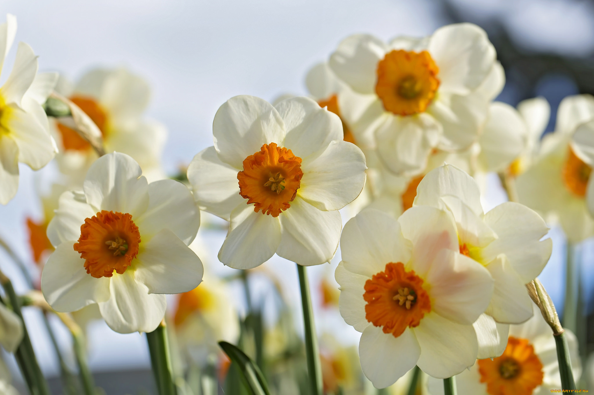 цветы, нарциссы