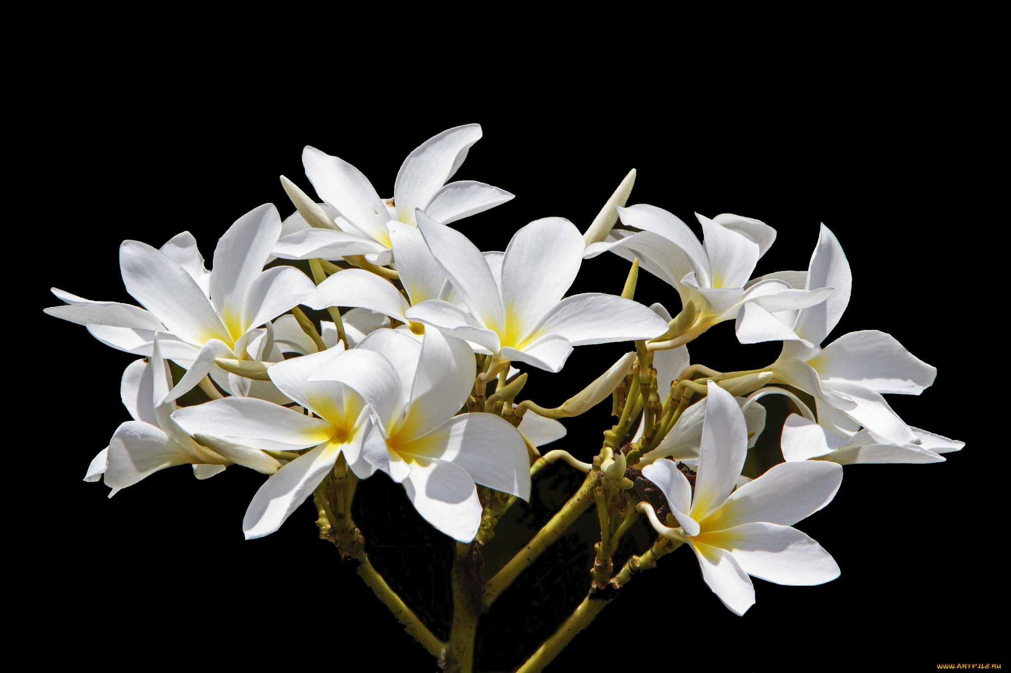 цветы, плюмерия, лепестки, листья