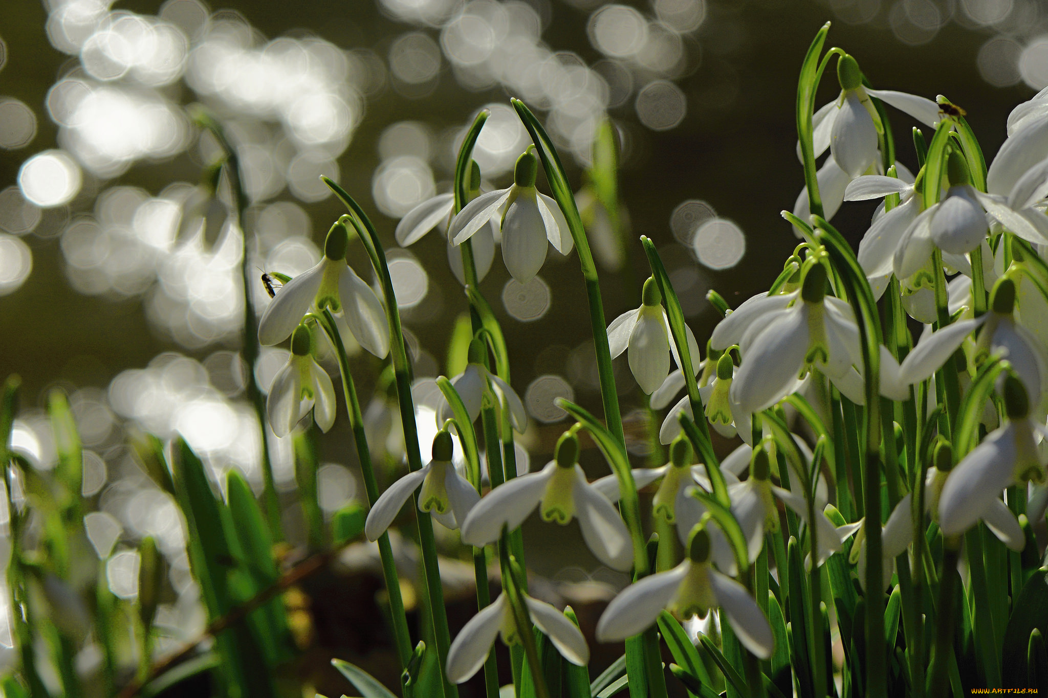 цветы, подснежники, , белоцветники, , пролески
