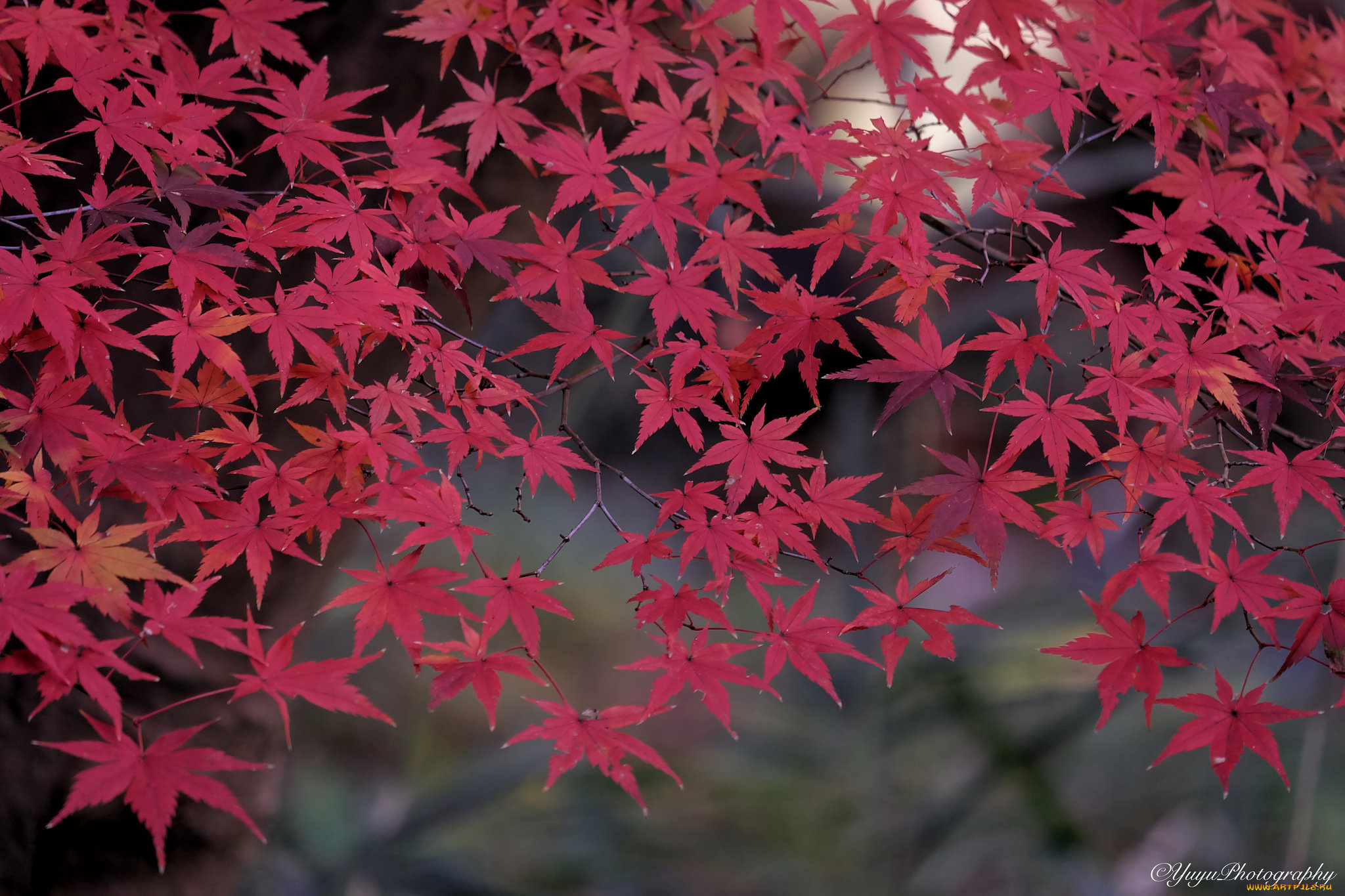 природа, листья