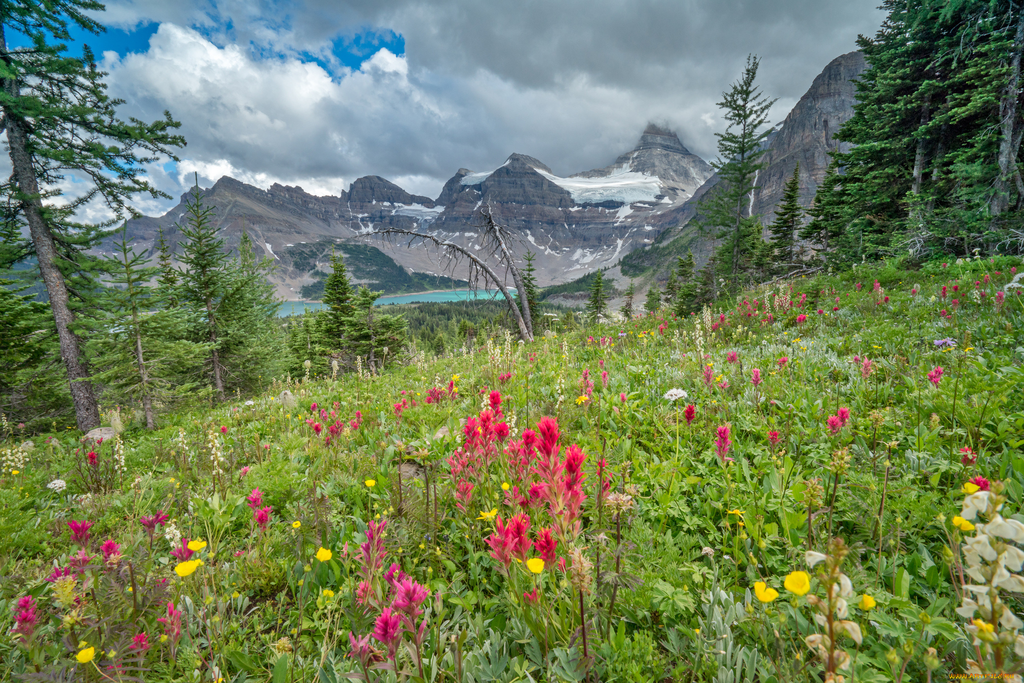 природа, луга, цветы, трава, горы
