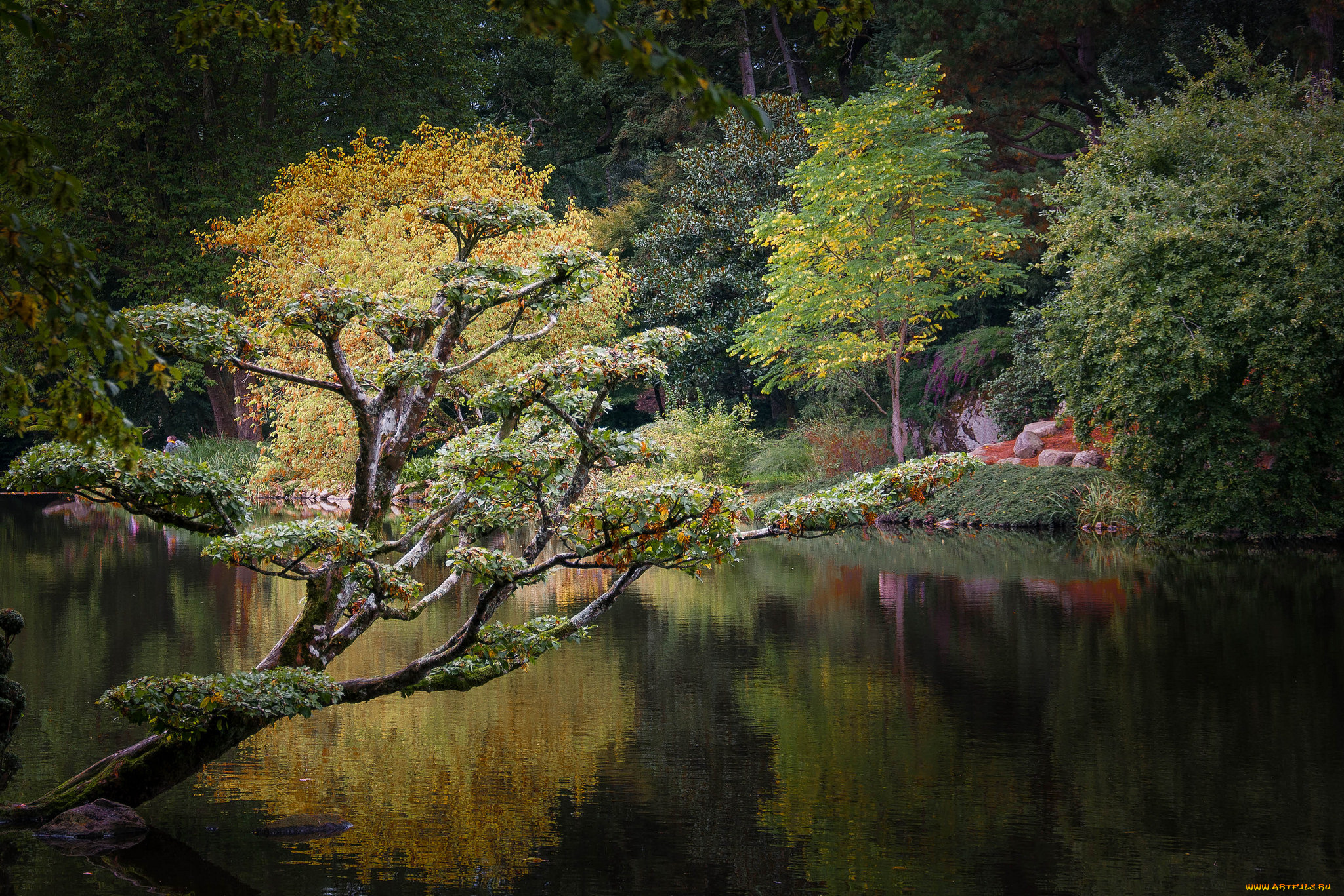 природа, реки, озера, река, лес