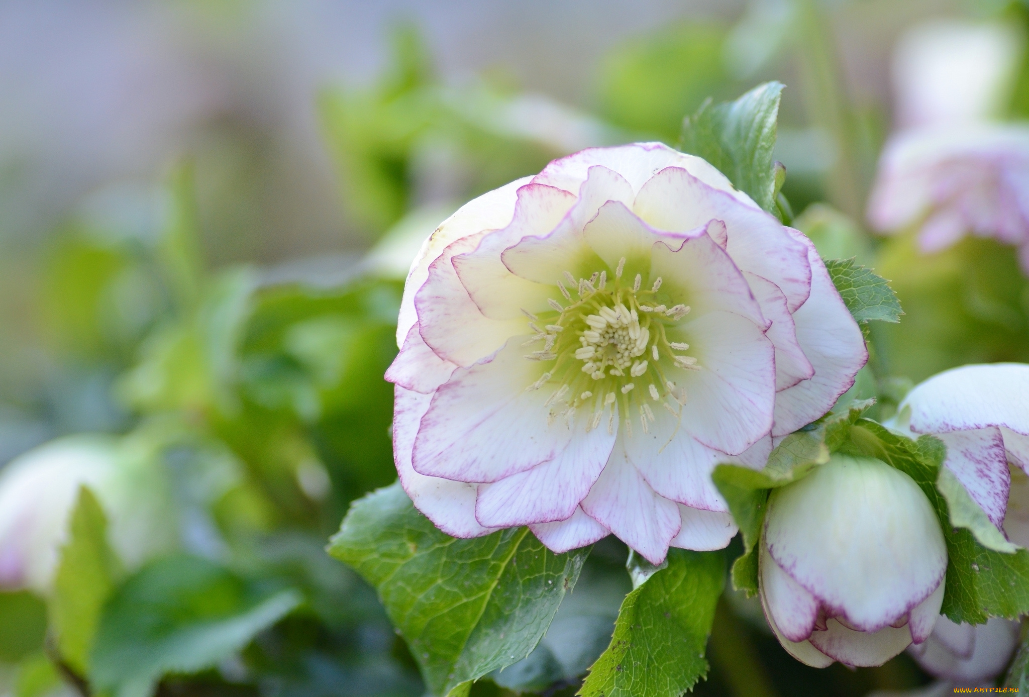 цветы, геллеборус, , морозник, макро, геллеборус