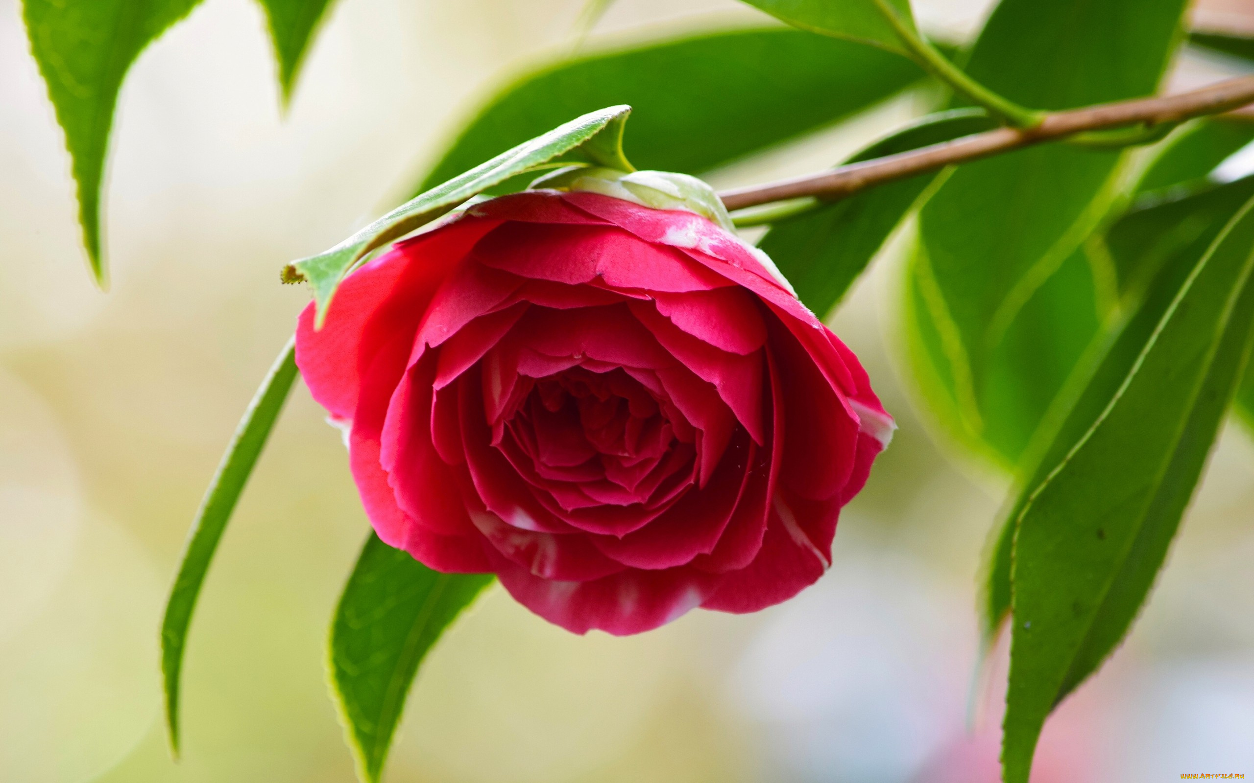 цветы, камелии, ветка, листья, камелия