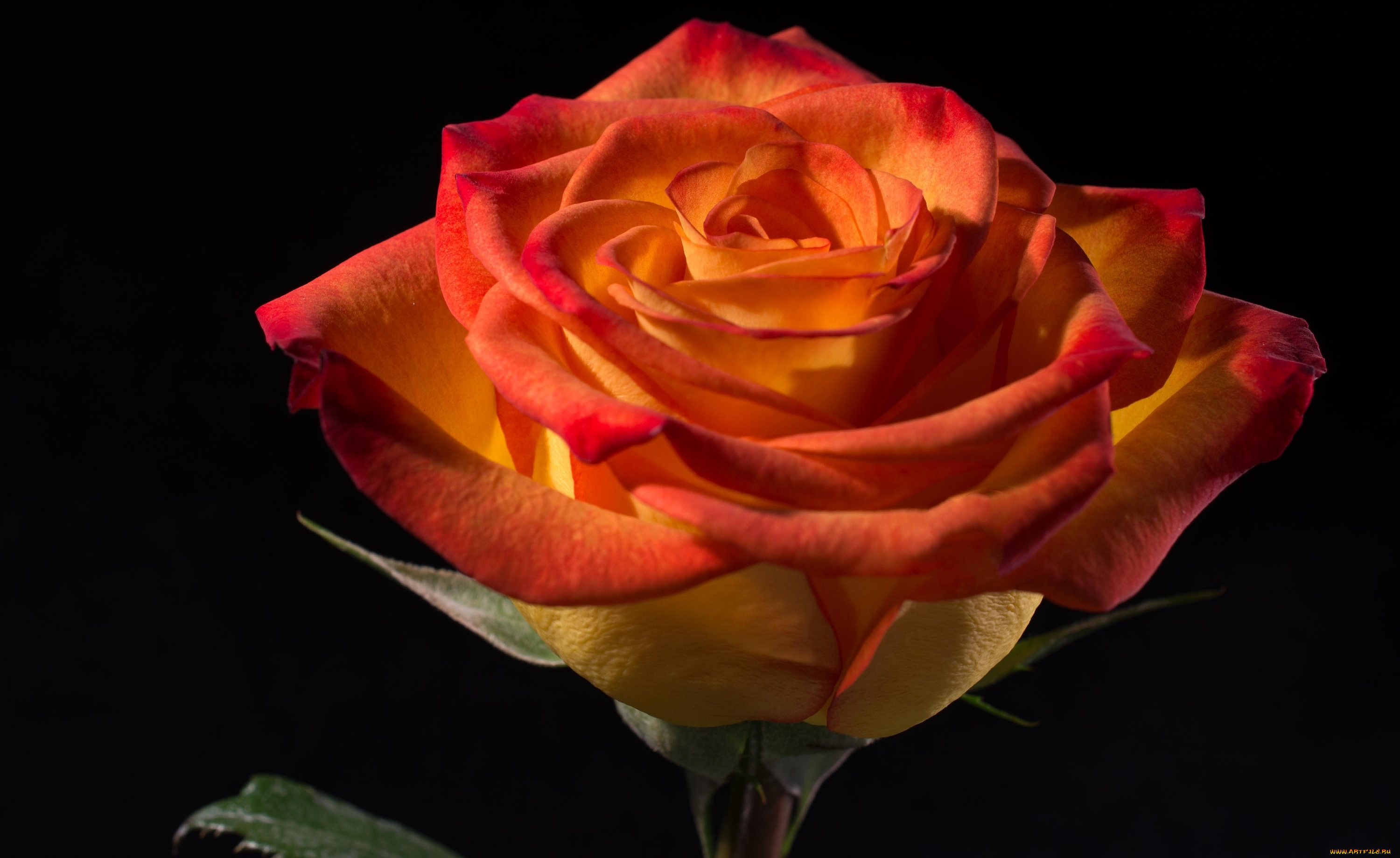 цветы, розы, макро, роза, лепестки