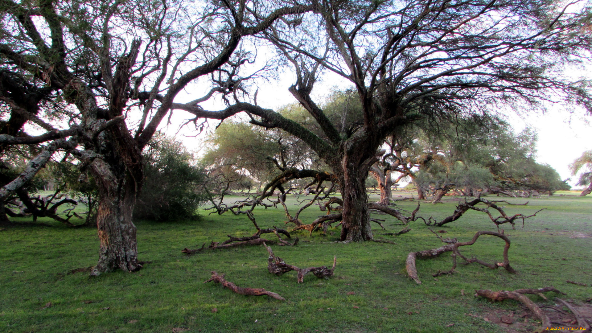 природа, деревья, стволы