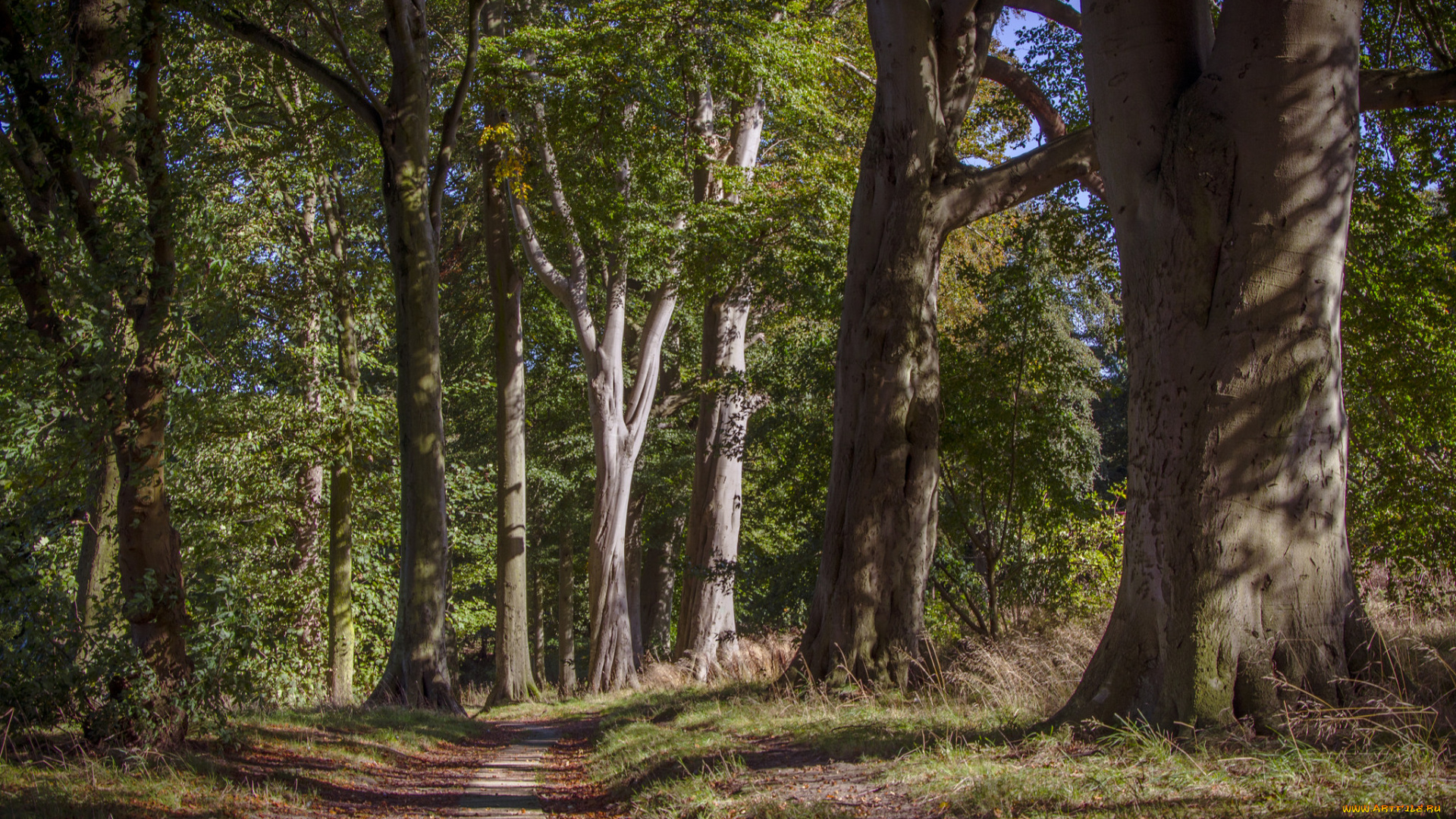 природа, лес, деревья