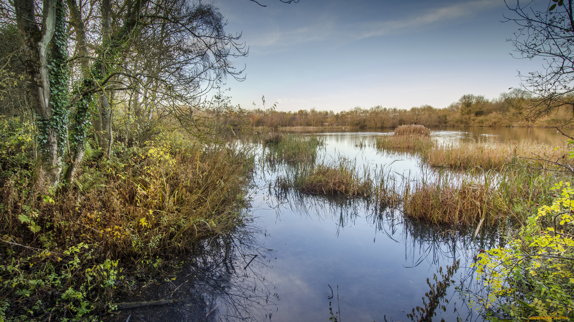 природа, реки, озера, река, лес