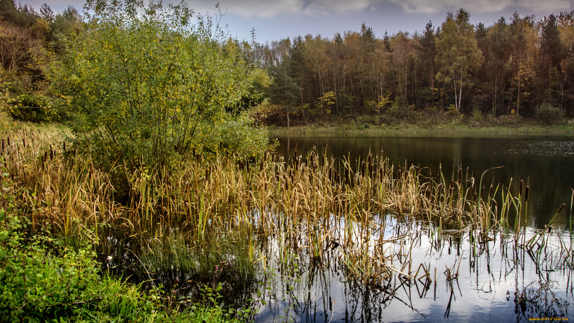 природа, реки, озера, река, лес