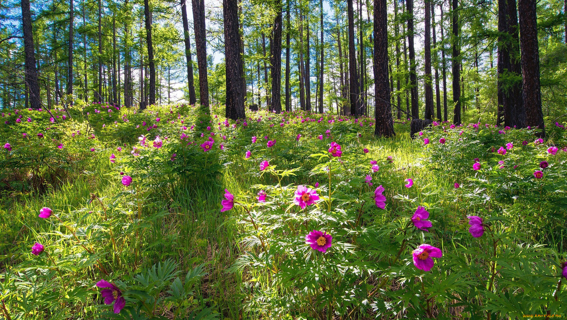 природа, лес, пионы, лето, лужайка, лесные