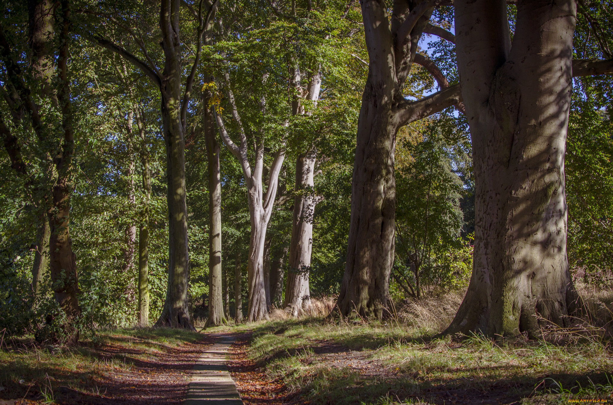 природа, лес, деревья