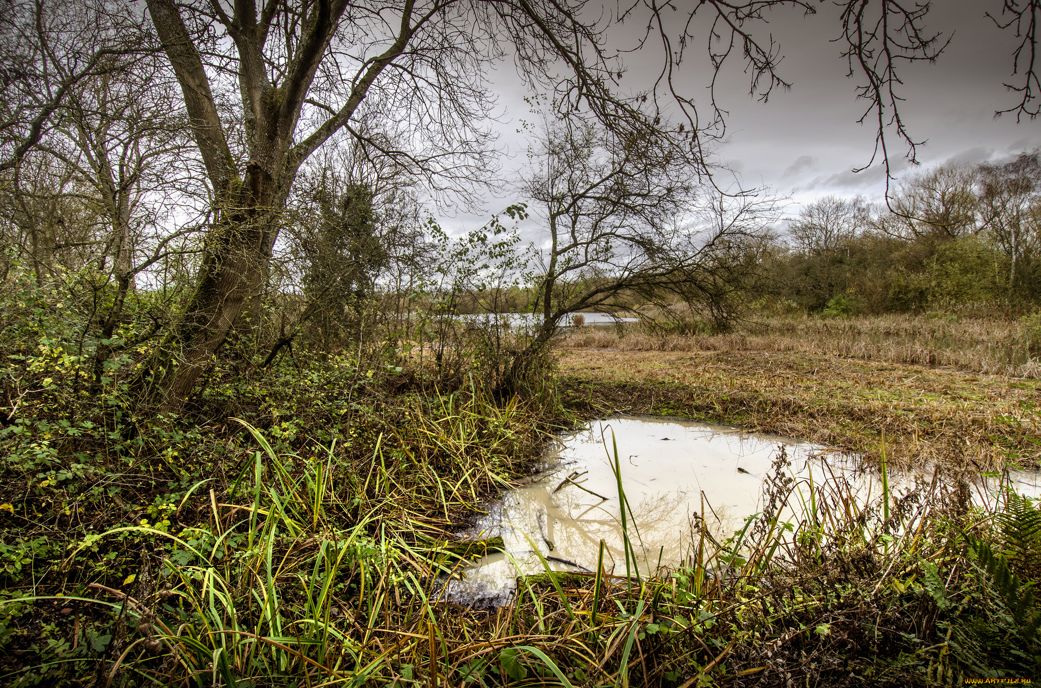 природа, реки, озера, река, лес