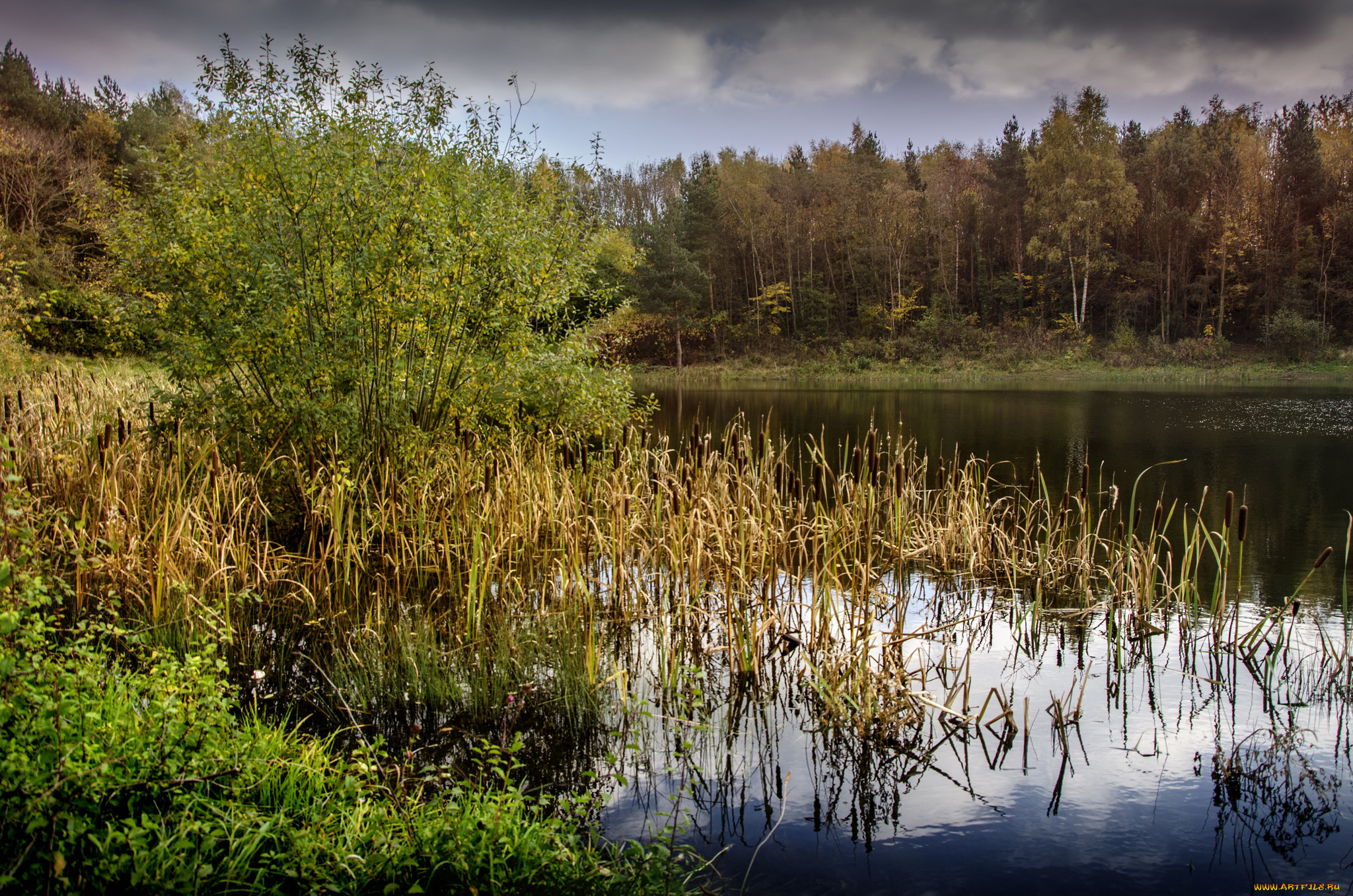 природа, реки, озера, река, лес