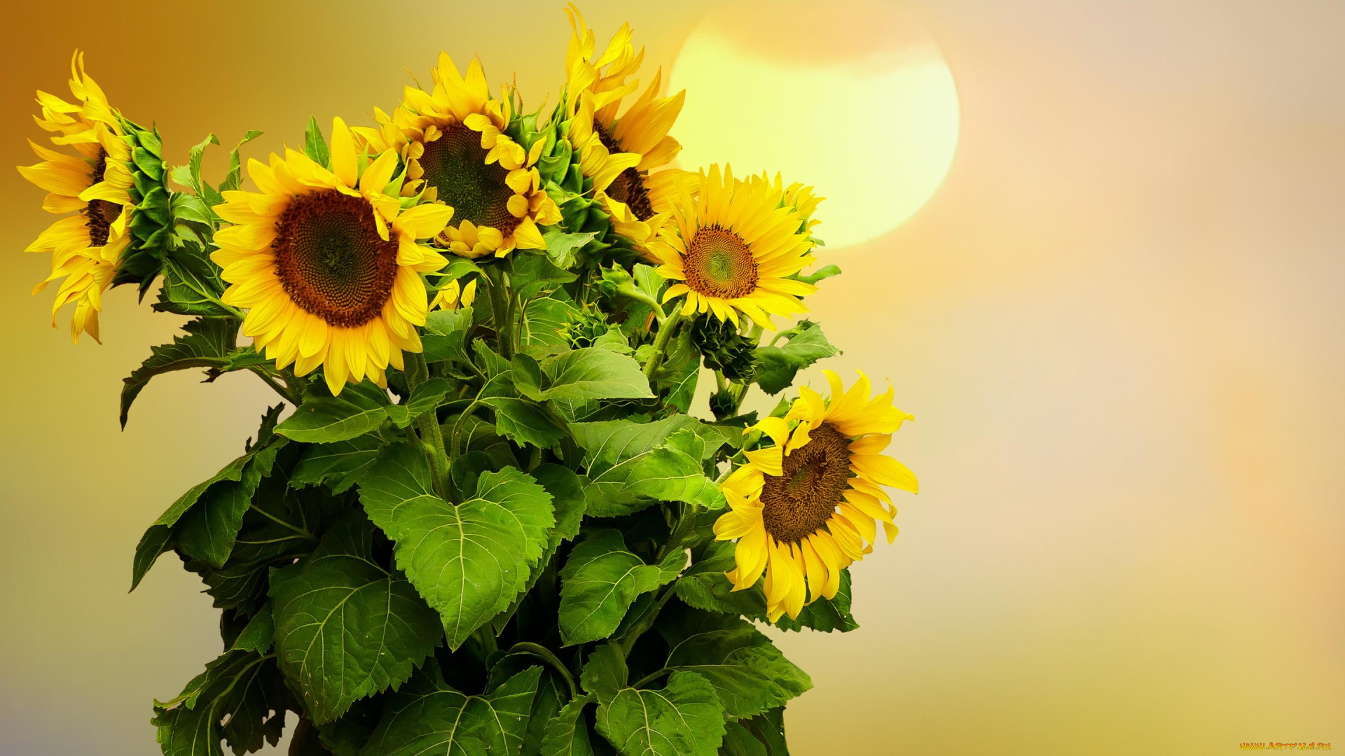 цветы, подсолнухи