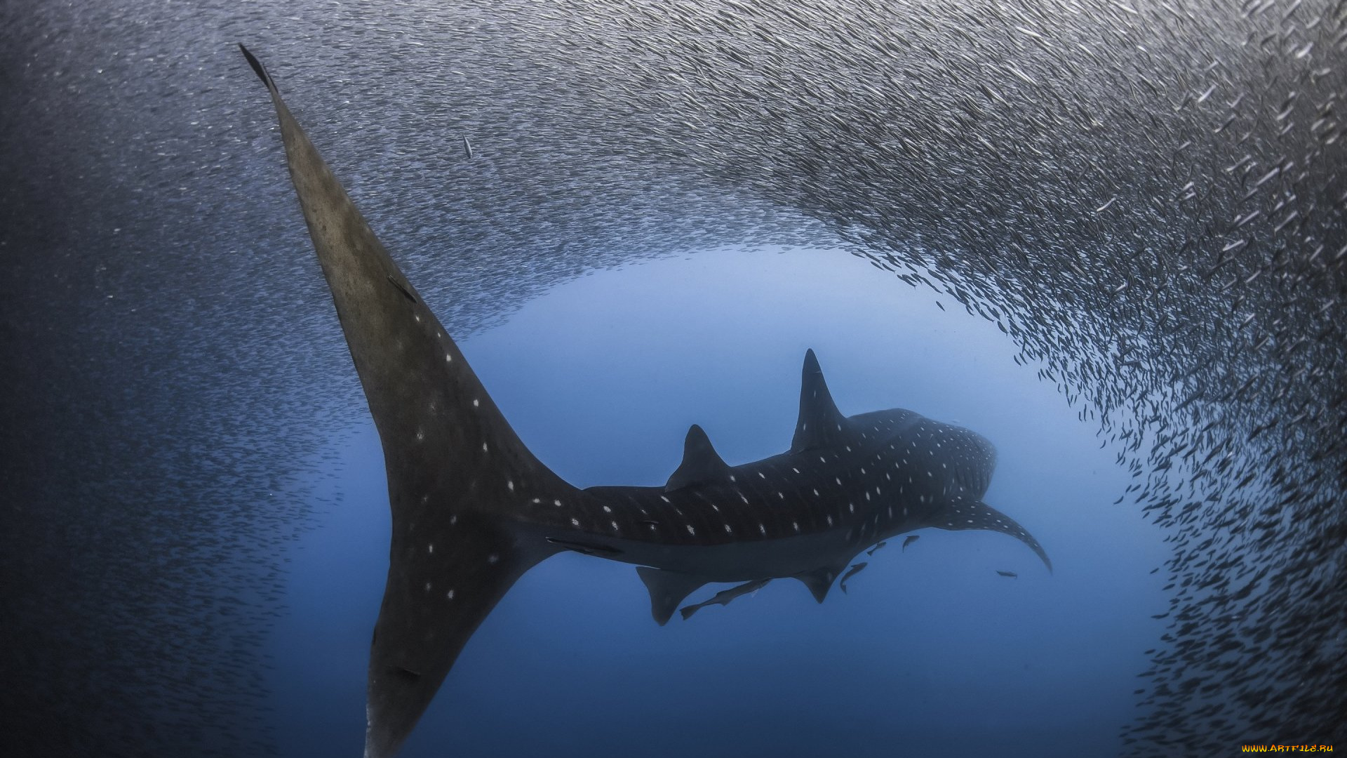 животные, акулы, акула