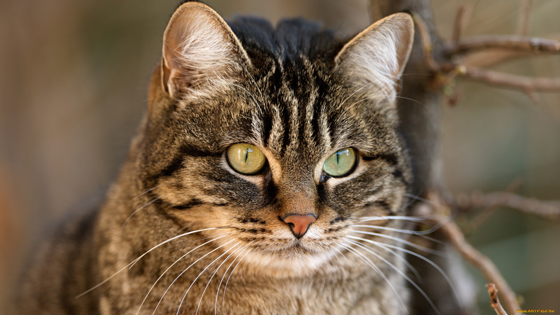 животные, коты, серый, кот, полосатый