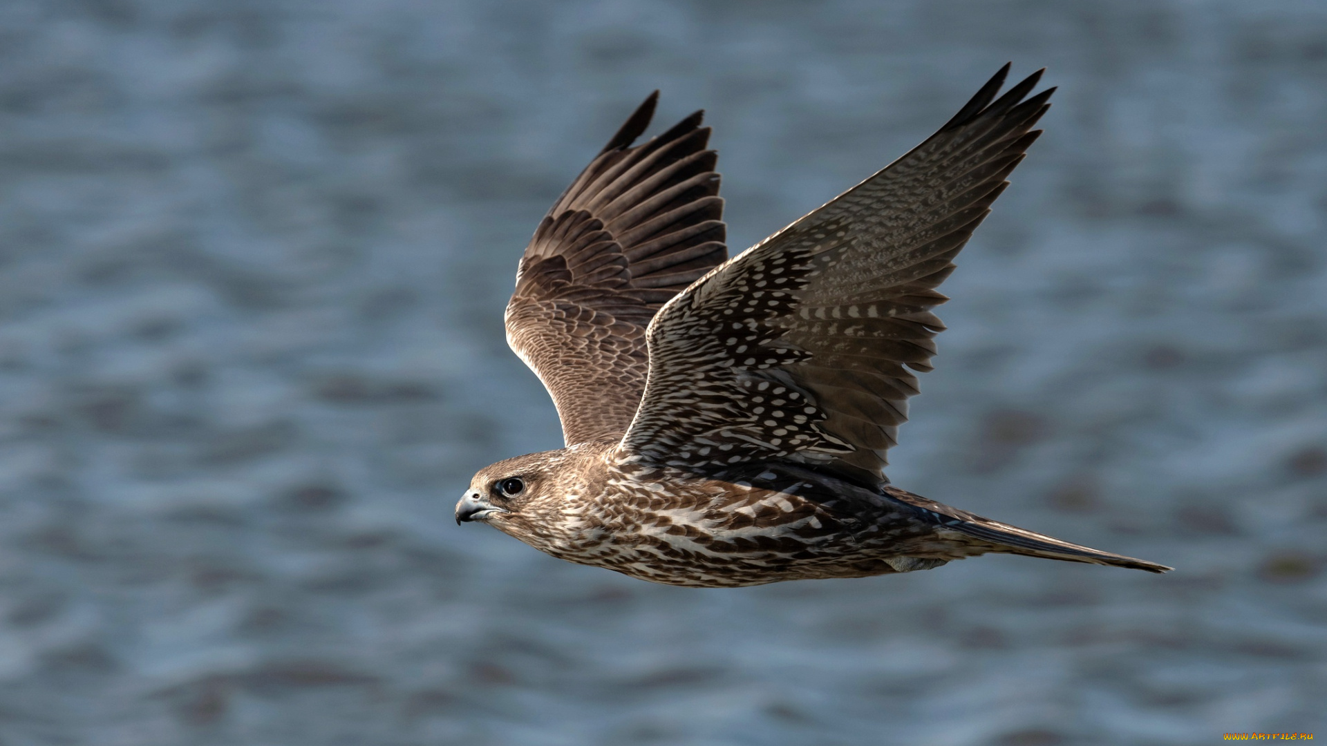 животные, птицы, -, хищники, перья, крылья, полёт, клюв, сокол