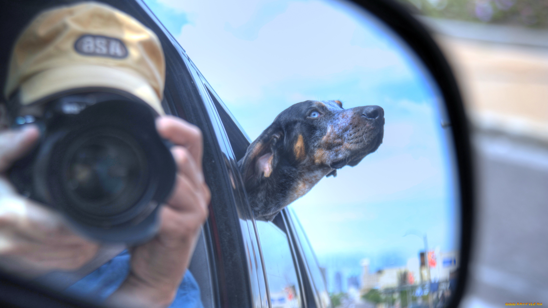 животные, собаки, фон, машина, зеркало