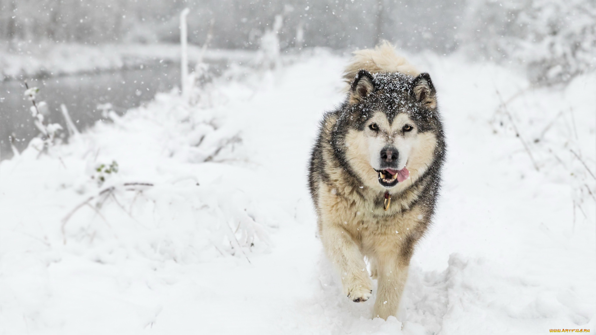 животные, собаки, собака, снег