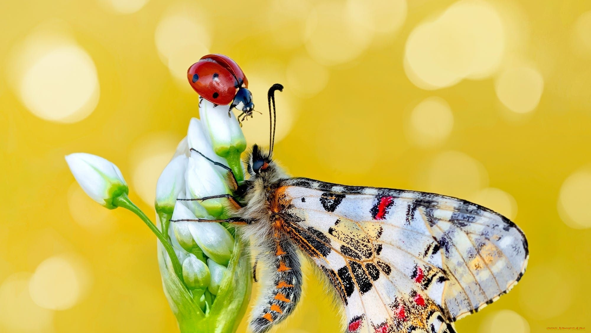животные, разные, вместе, божья, коровка, бабочка