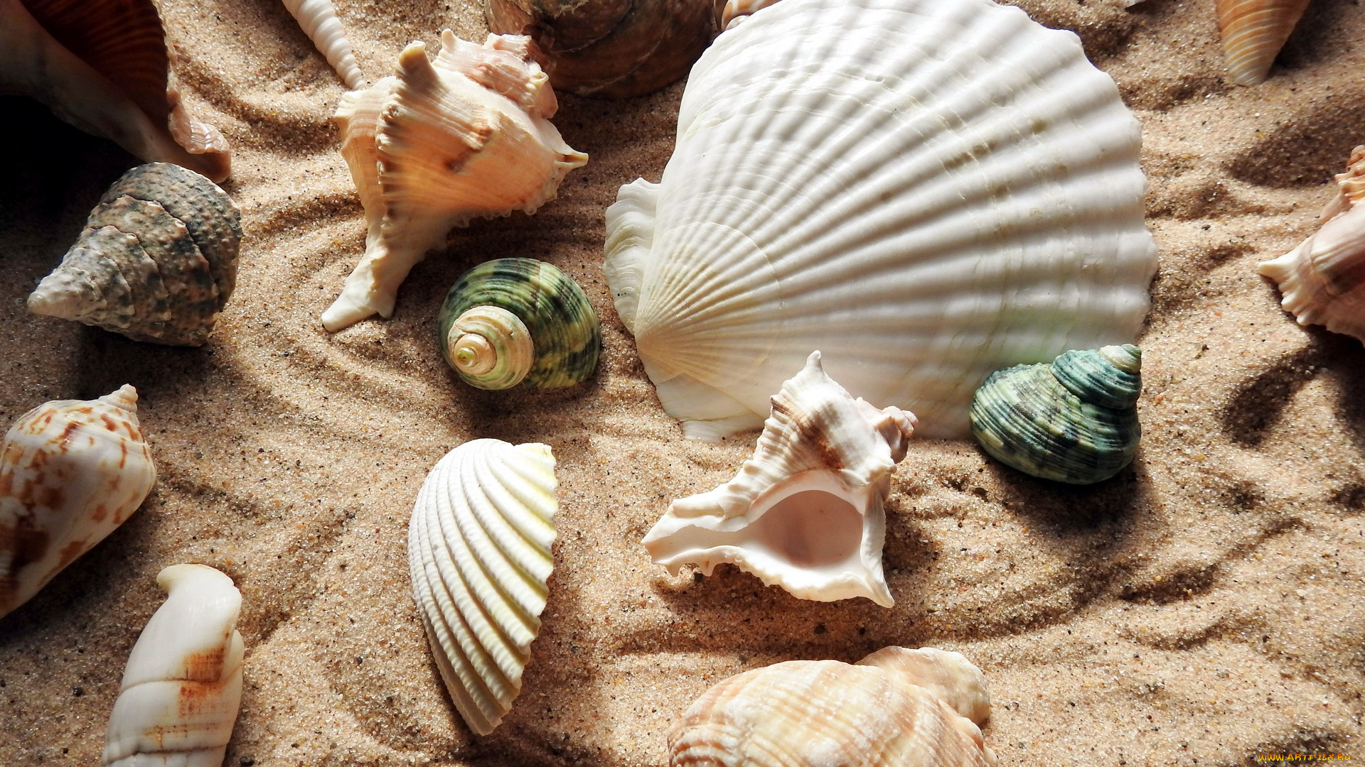 разное, ракушки, , кораллы, , декоративные, и, spa-камни