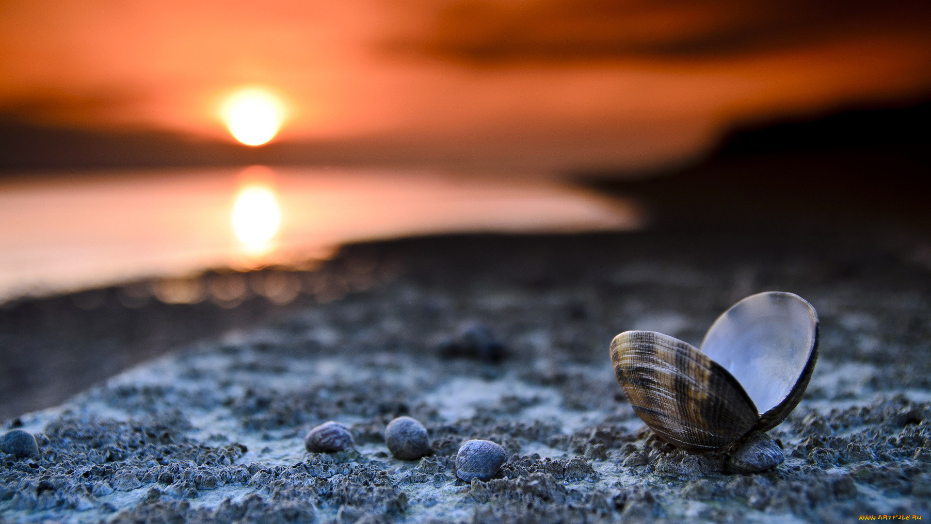 разное, ракушки, , кораллы, , декоративные, и, spa-камни