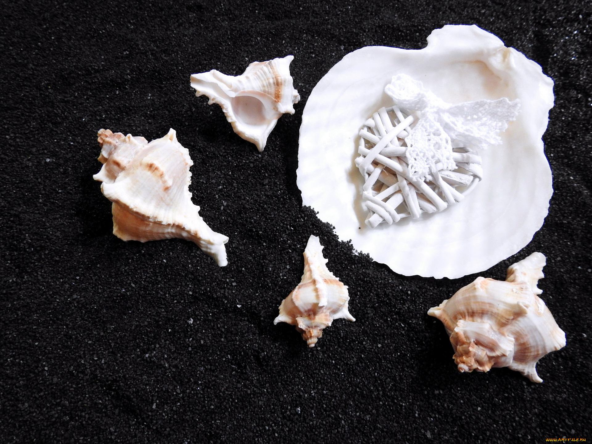 разное, ракушки, , кораллы, , декоративные, и, spa-камни
