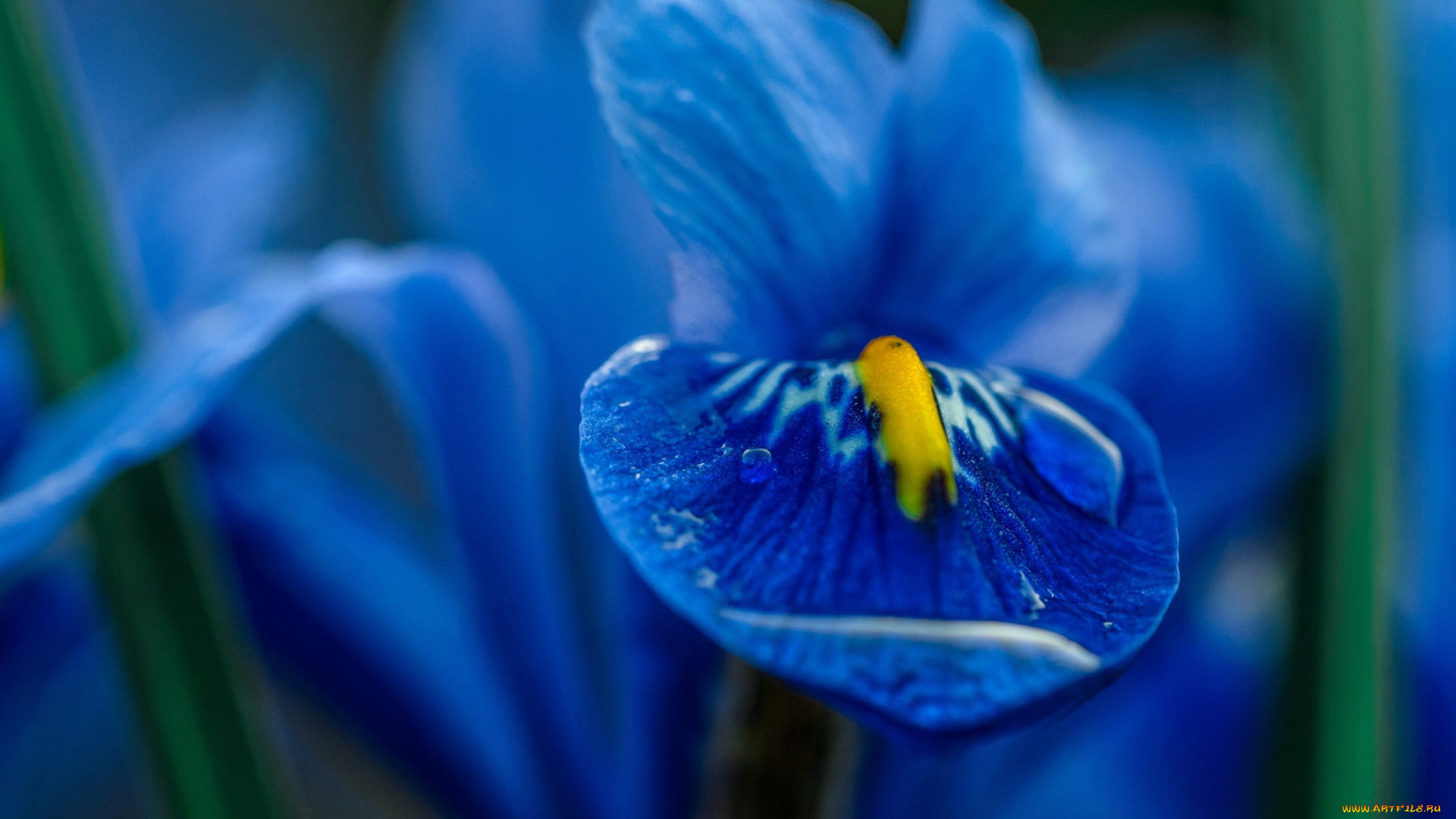 цветы, ирисы, синий, ирис, макро, капли