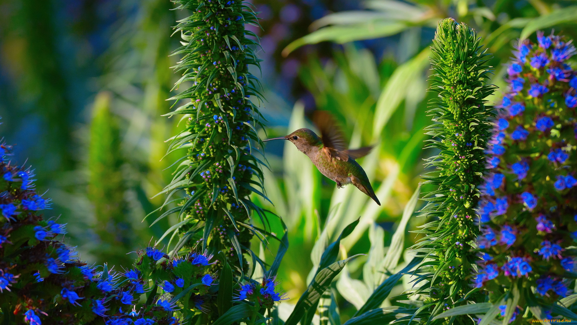 колибри, животные, самая, маленькая, птица, в, мире, да, само, название, птицы, очень, красивое, королева, нектара