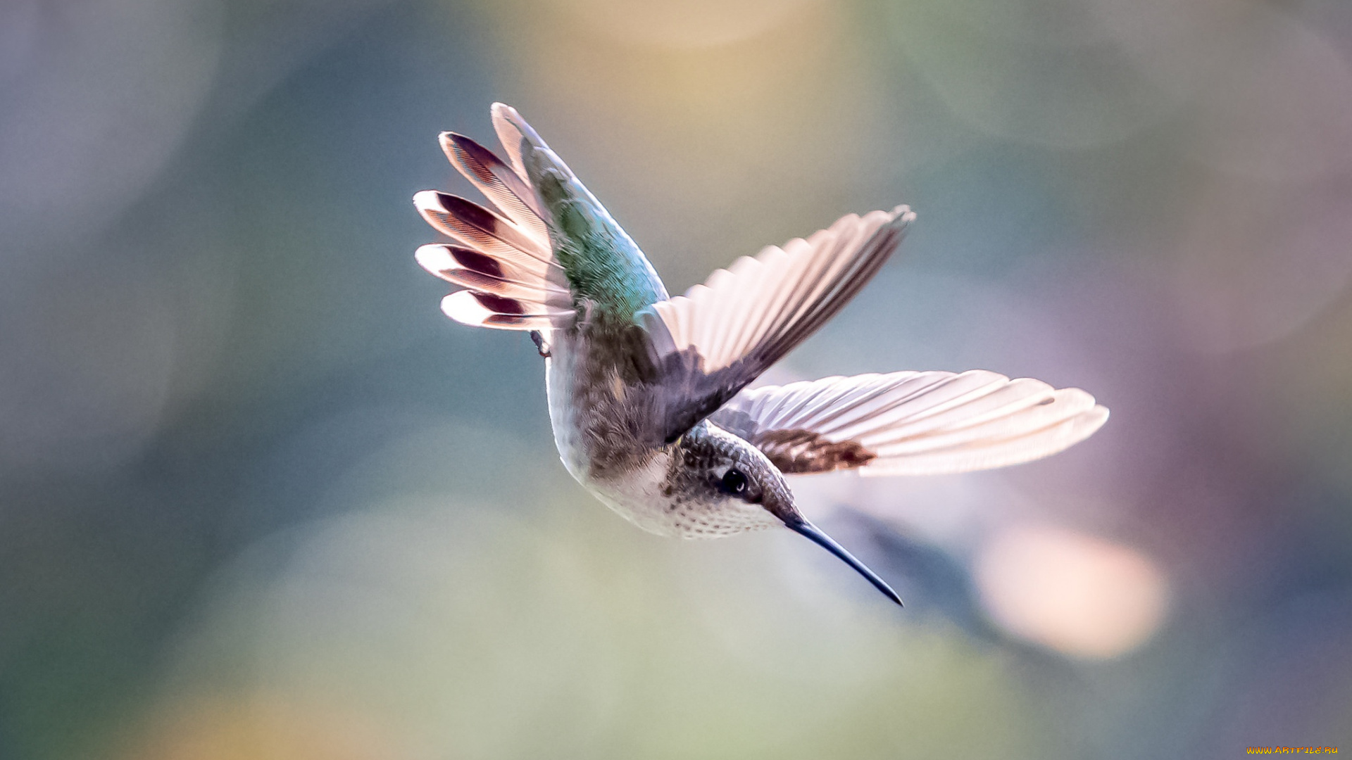 колибри, животные, самая, маленькая, птица, в, мире, да, само, название, птицы, очень, красивое, королева, нектара